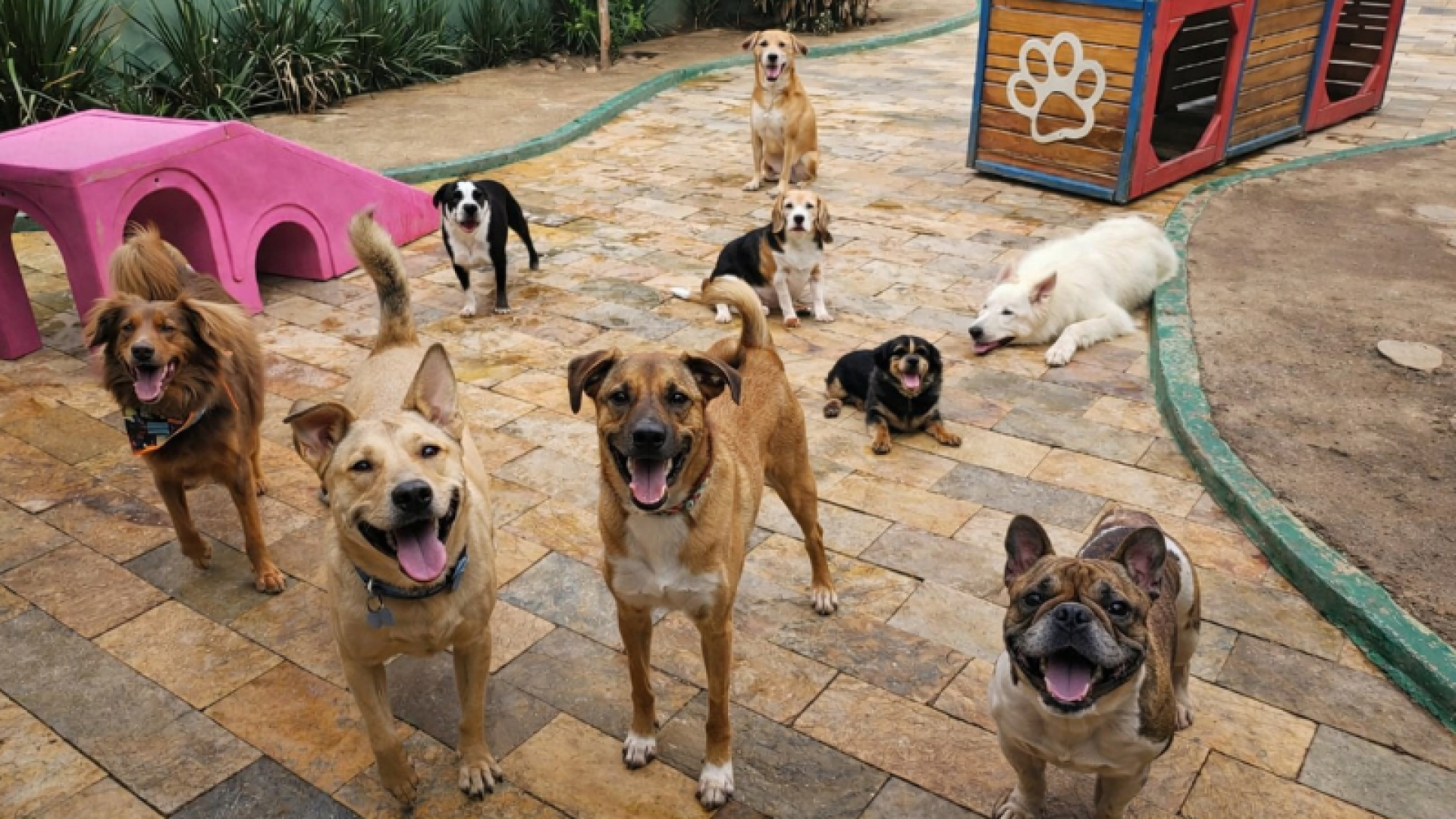 Socialização entre cães ganha espaço e melhora comportamento e bem-estar dos pets