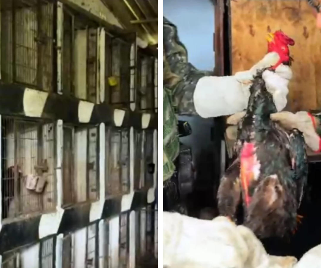 Operação resgata 53 galos vítimas de rinhas em Santos e Guarujá