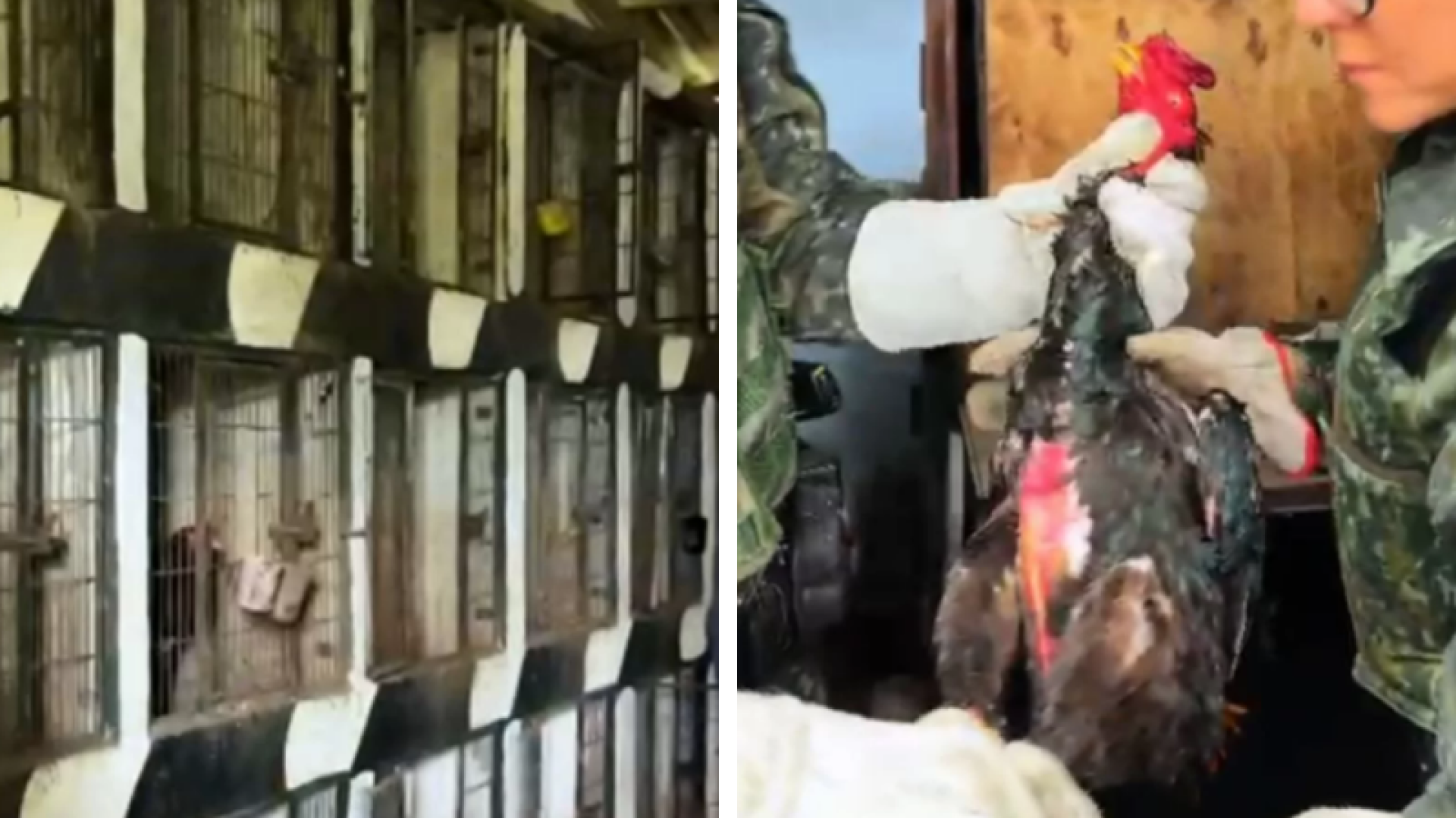 Operação resgata 53 galos vítimas de rinhas em Santos e Guarujá