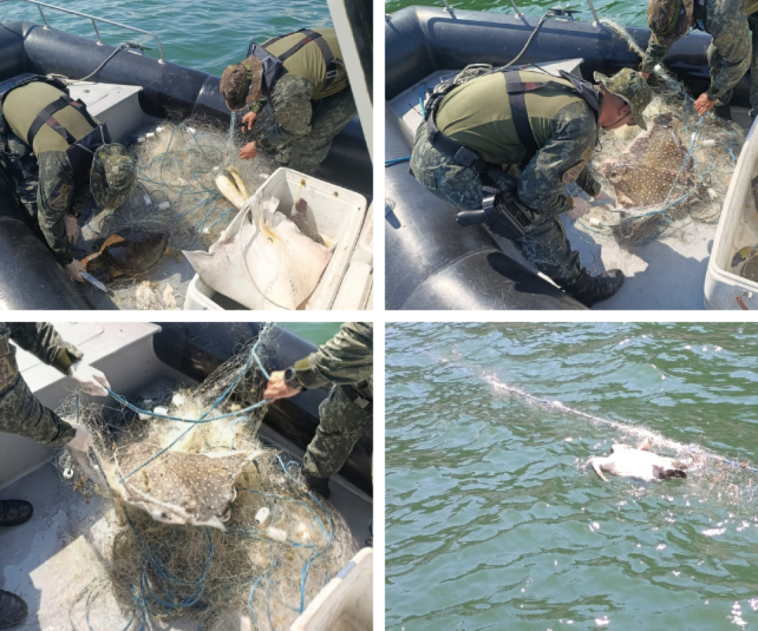 Crime ambiental: tartarugas e arraia são encontradas mortas em área protegida