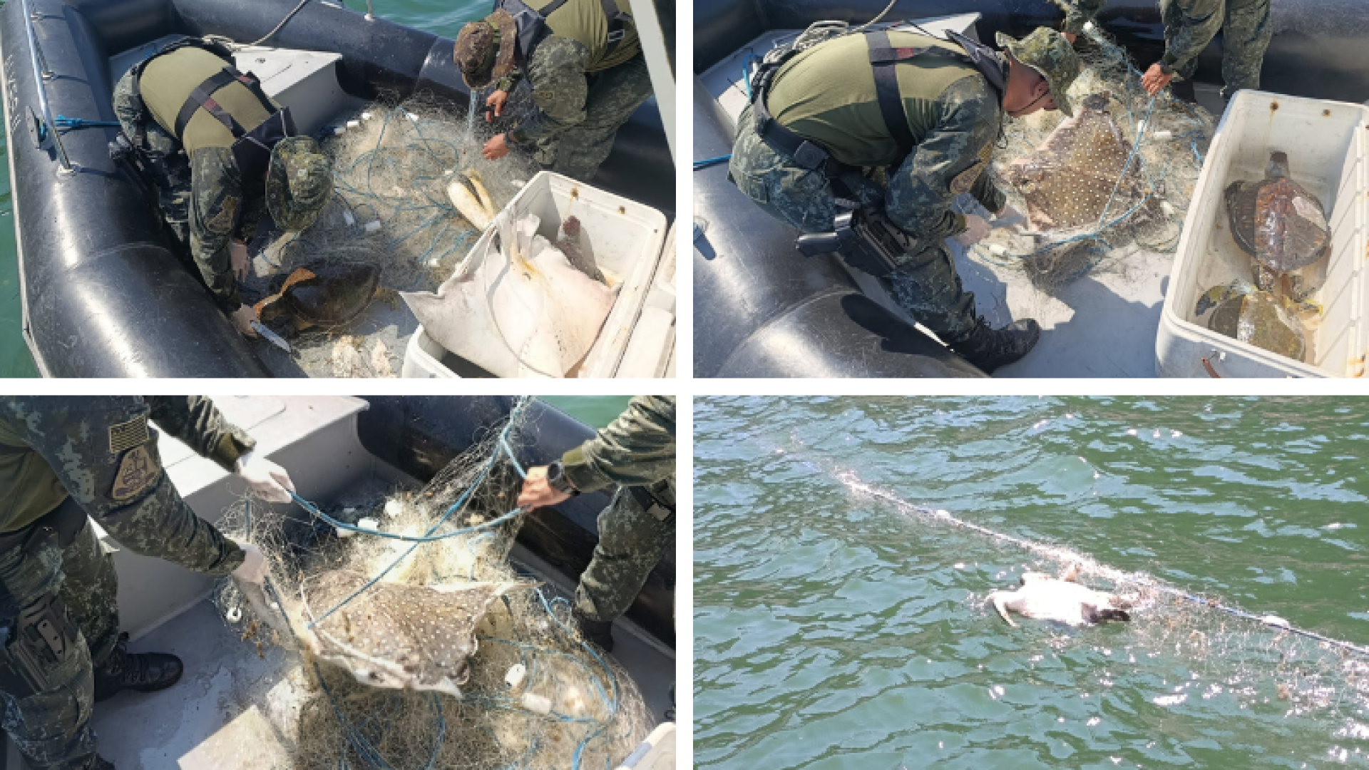 Crime ambiental: tartarugas e arraia são encontradas mortas em área protegida