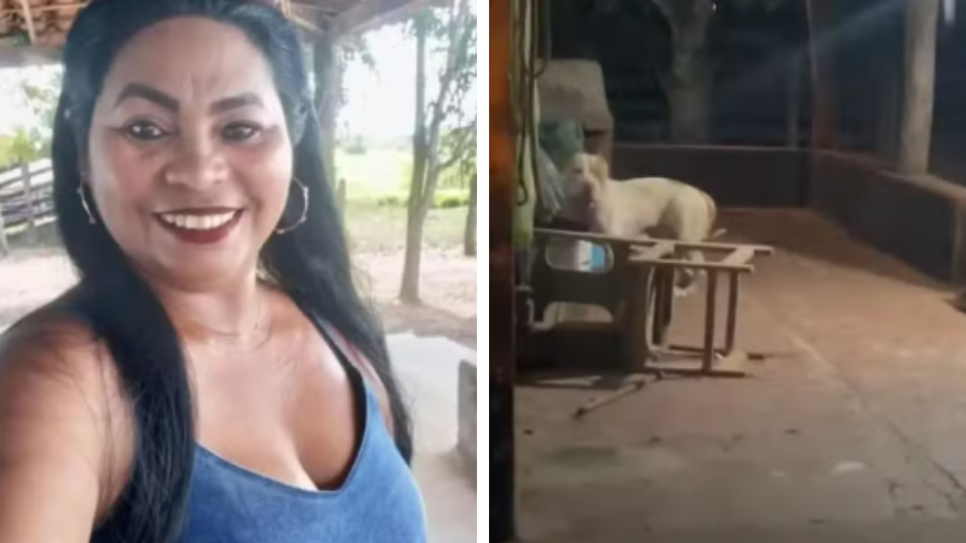 Ataque fatal: mulher é morta por pit-bull da família em Bacabal