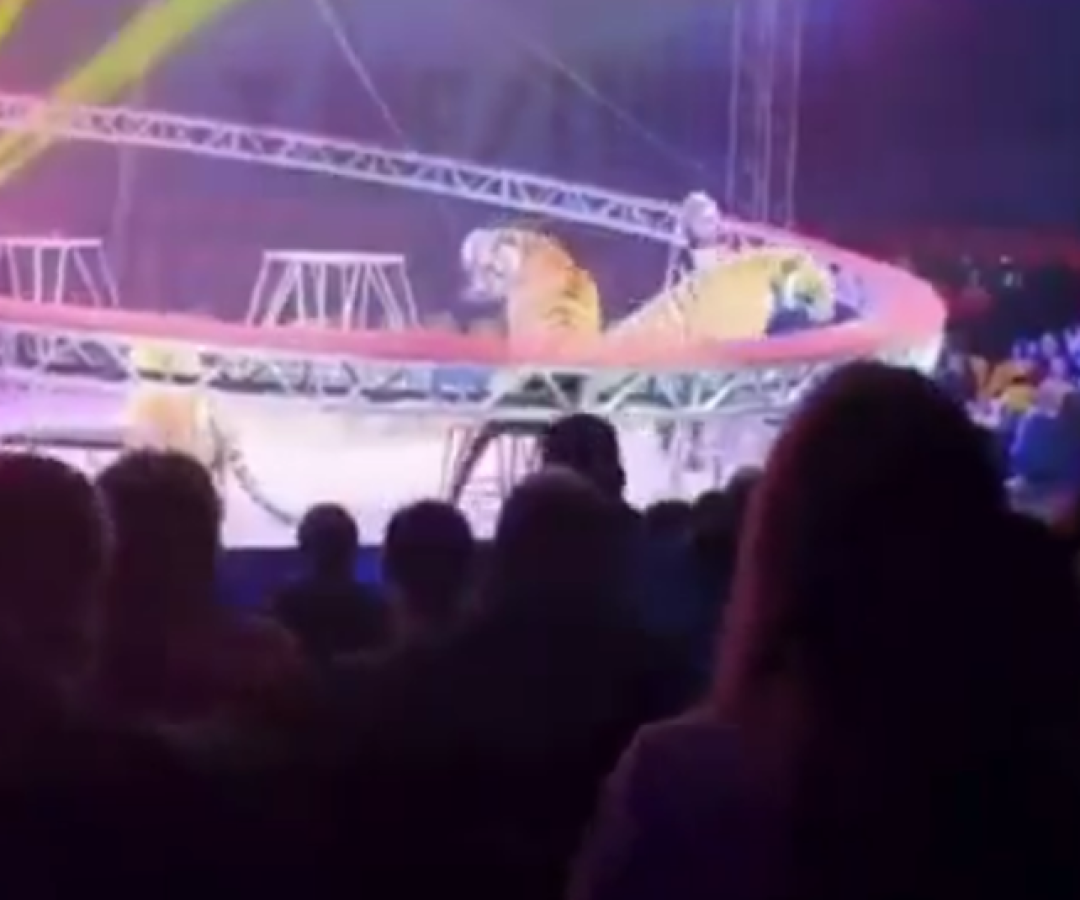 Pânico em circo: tigre salta em direção ao público após falha de segurança na Rússia