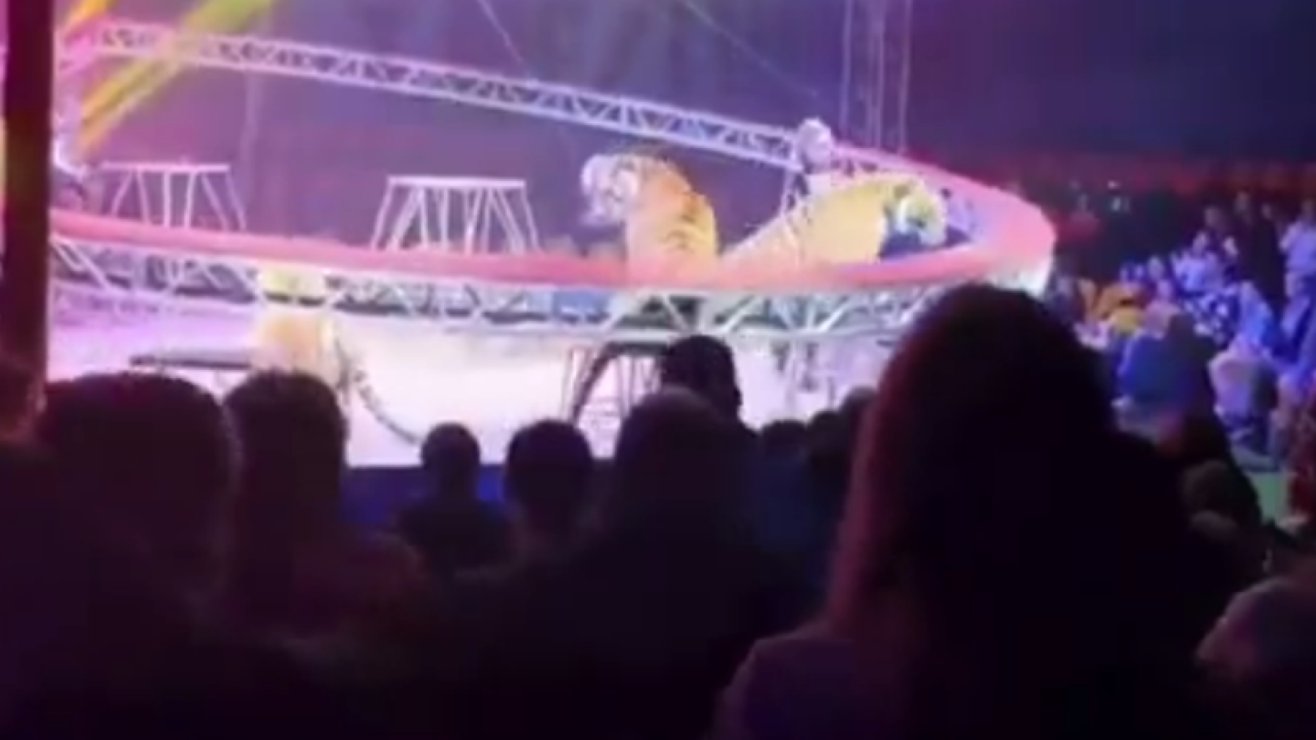 Pânico em circo: tigre salta em direção ao público após falha de segurança na Rússia