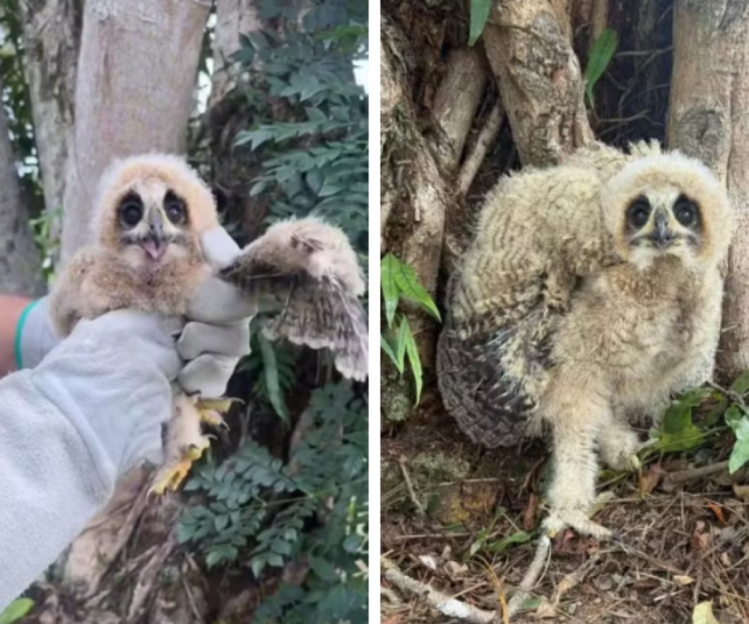 Filhotes de coruja são resgatados em condomínio de luxo no Guarujá