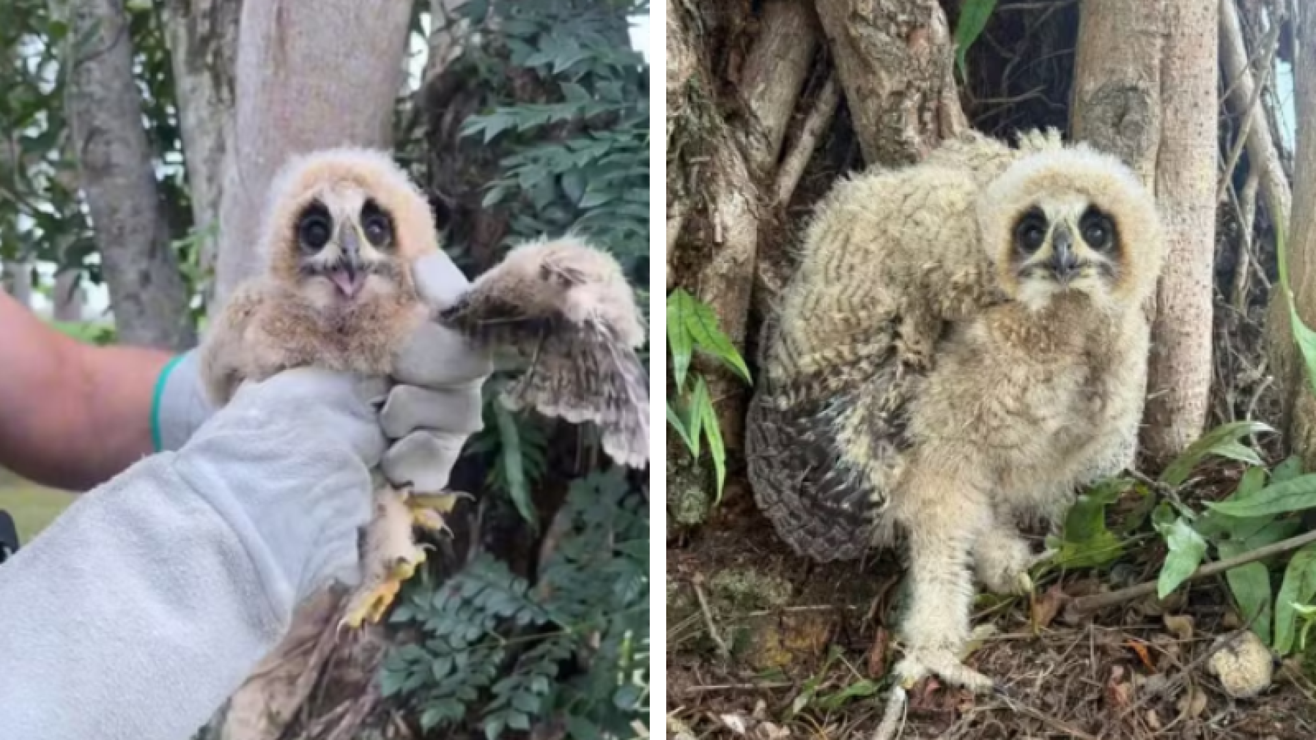 Filhotes de coruja são resgatados em condomínio de luxo no Guarujá