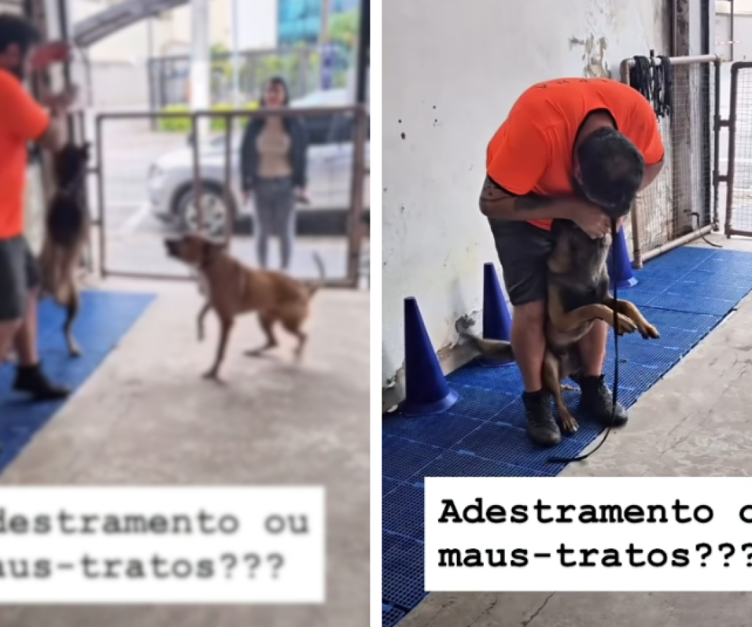Adestramento ou Maus-Tratos? Denúncia gera polêmica sobre práticas irresponsáveis