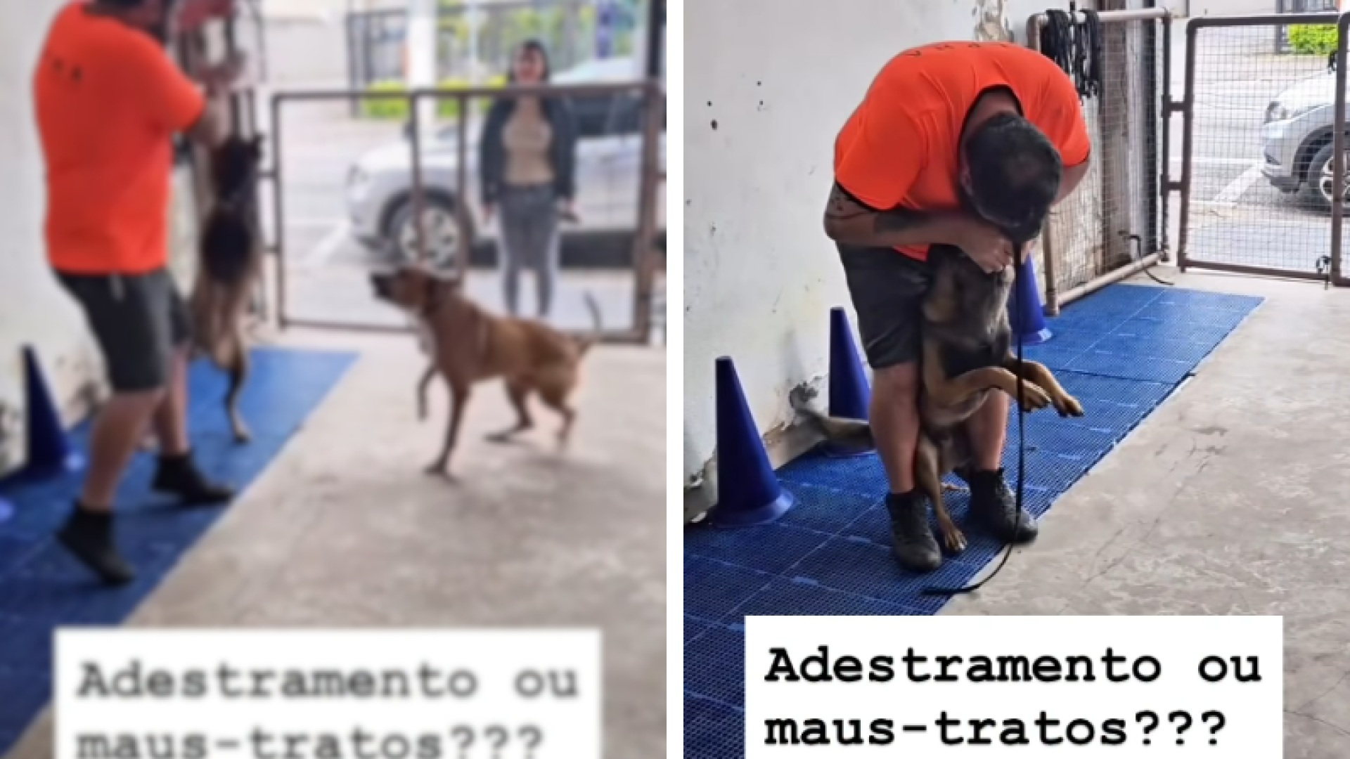 Adestramento ou Maus-Tratos? Denúncia gera polêmica sobre práticas irresponsáveis