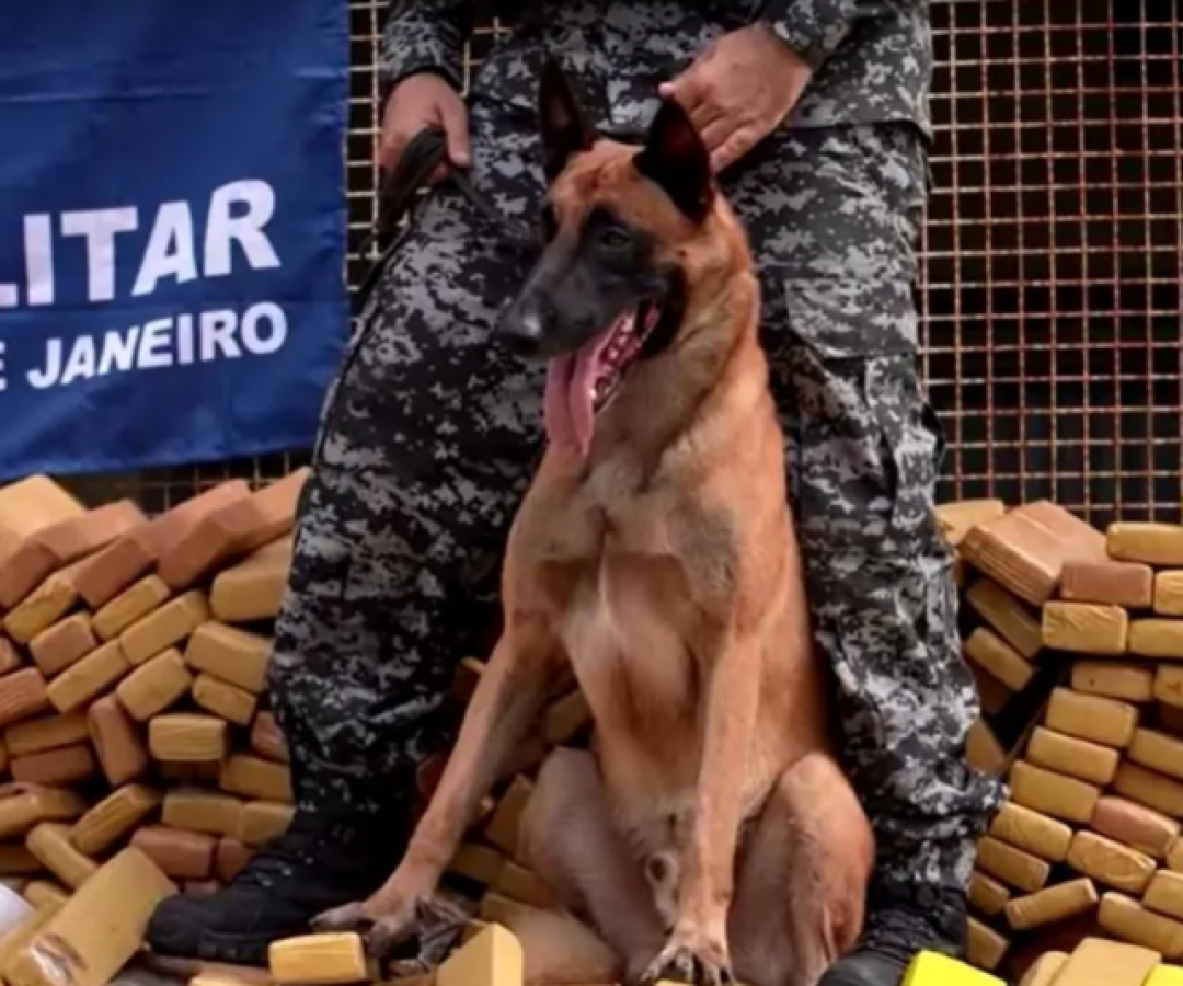 Cão Hulk realiza maior apreensão de drogas do Brasil no Complexo da Maré