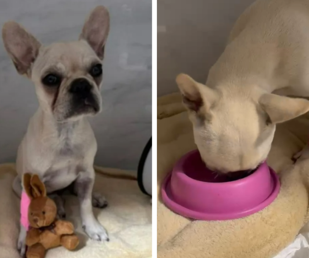 Filhote de buldogue francês ingeriu 55 pedras de crack, será adotada, em SC