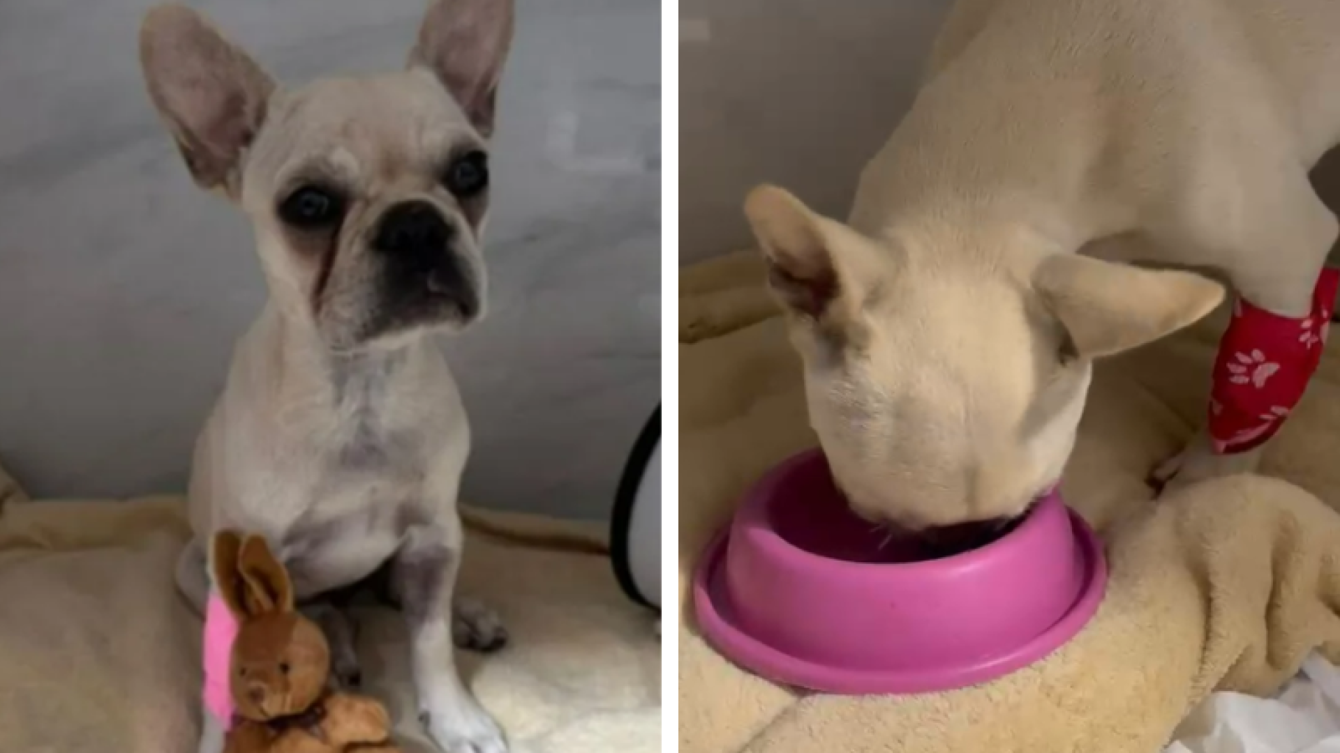 Filhote de buldogue francês ingeriu 55 pedras de crack, será adotada, em SC