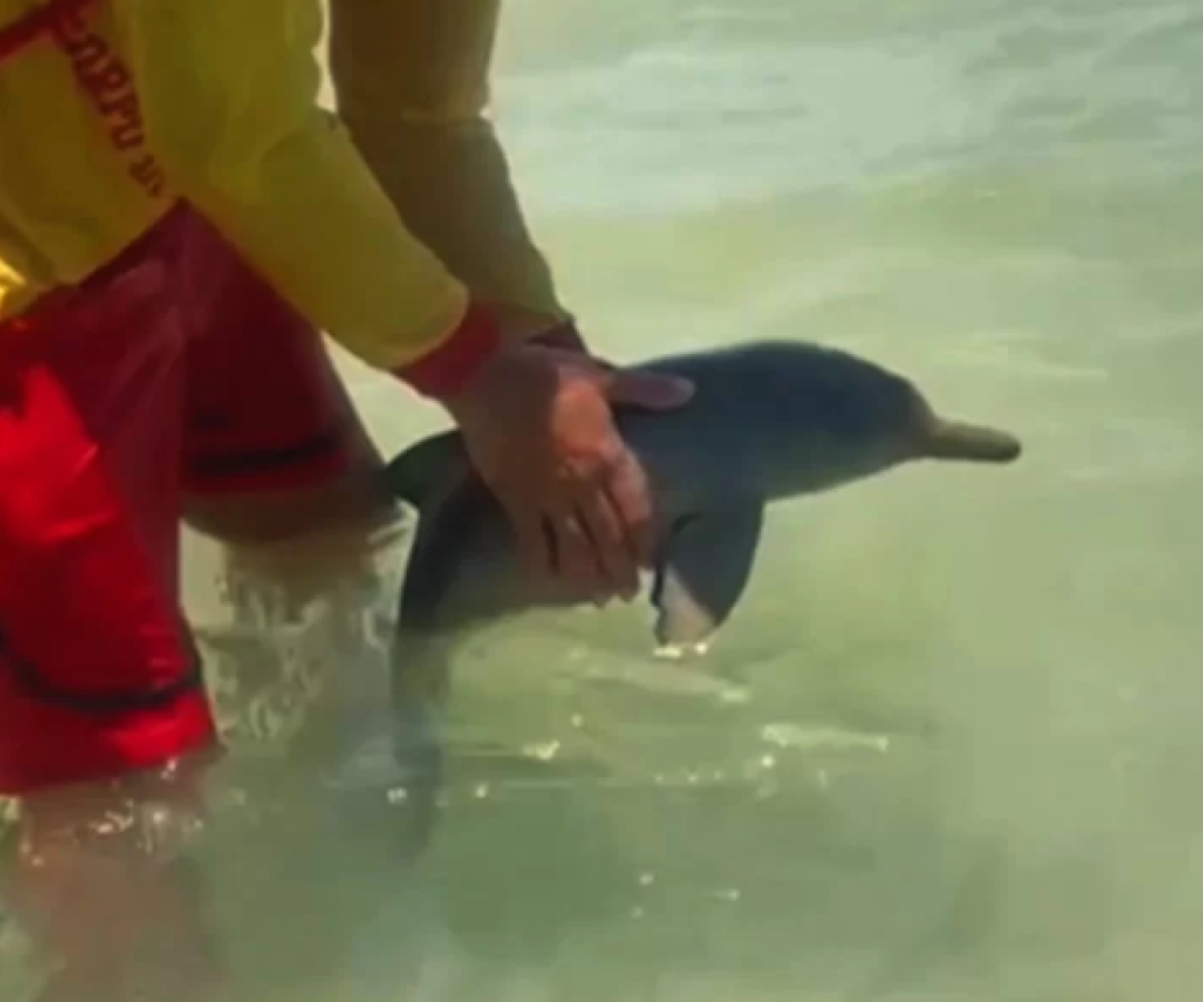 Um golfinho foi avistado na última segunda-feira (12) na Praia da Enseada, em Guarujá, no litoral de São Paulo, chamando...