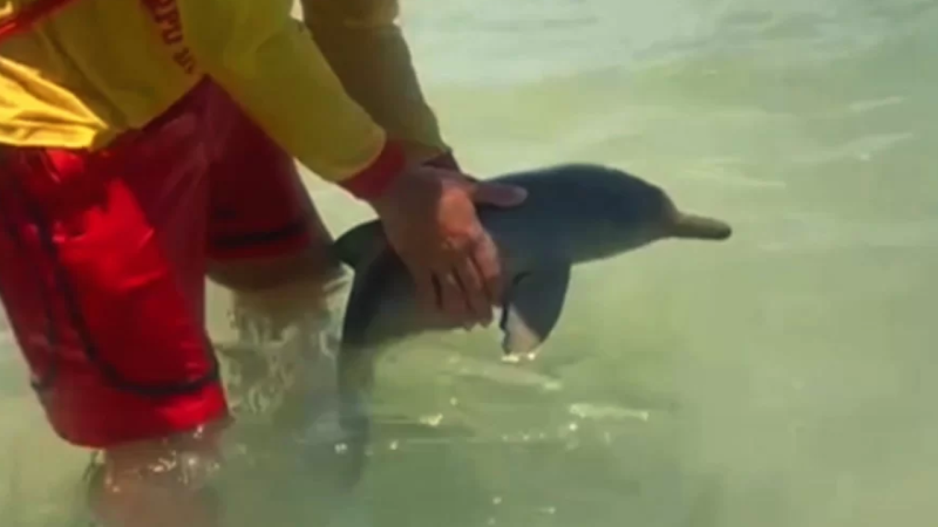 Um golfinho foi avistado na última segunda-feira (12) na Praia da Enseada, em Guarujá, no litoral de São Paulo, chamando...