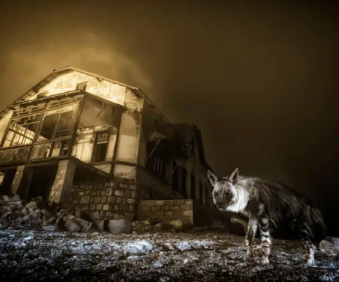 Um momento de silêncio e nevoeiro no deserto da Namíbia rendeu ao fotógrafo Wim van den Heever o prestigiado título de Fotógrafo...