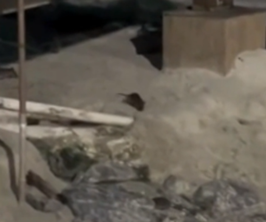 Uma grande quantidade de ratos foi flagrada na faixa de areia de uma praia em Mongaguá, no litoral de São Paulo, na altura...