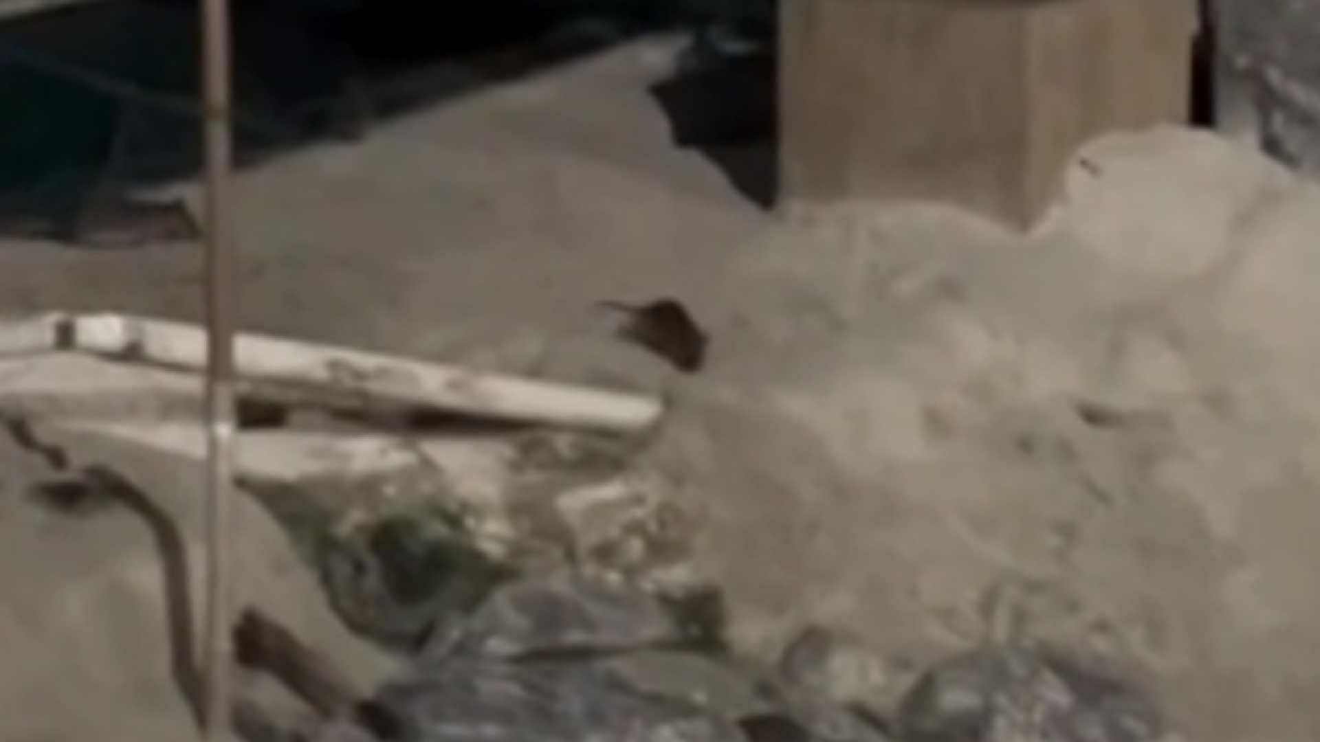 Uma grande quantidade de ratos foi flagrada na faixa de areia de uma praia em Mongaguá, no litoral de São Paulo, na altura...