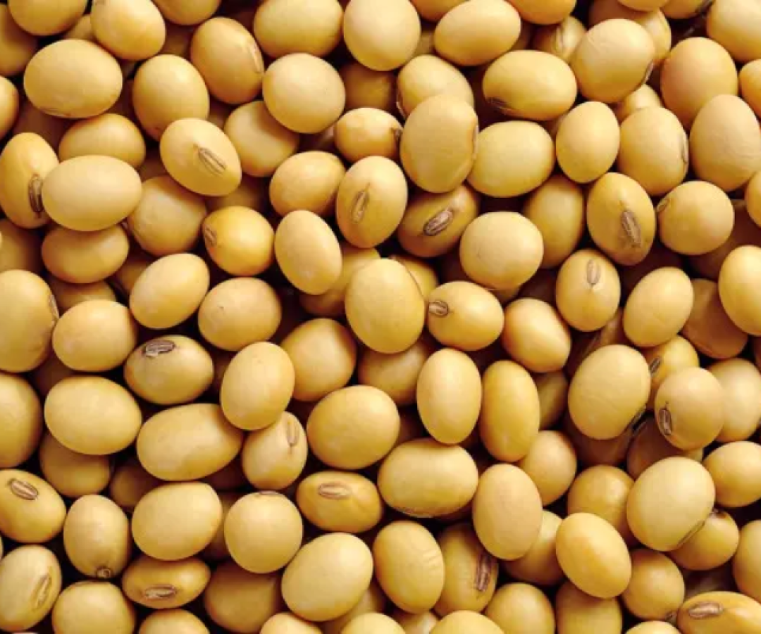 A China, maior compradora de soja do mundo, suspendeu as compras do produto dos Estados Unidos em maio, em meio a tensões comerciais...