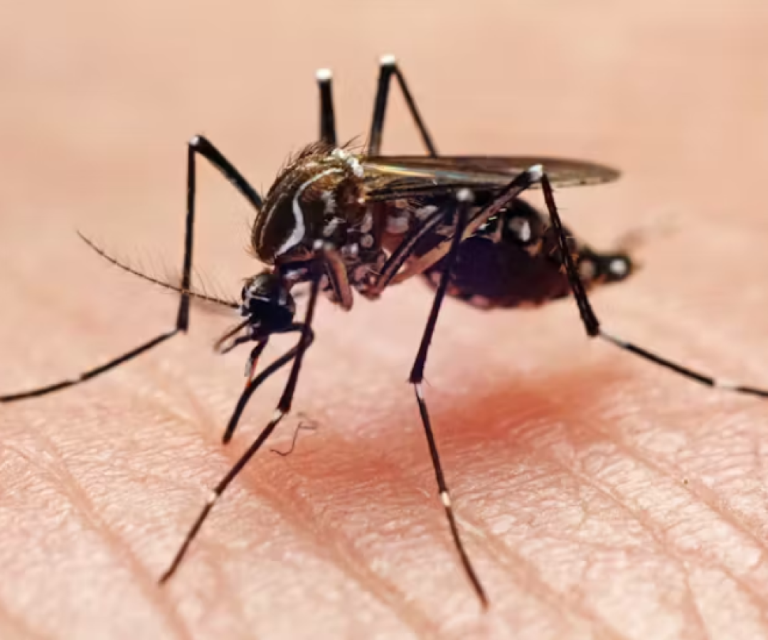 Pela primeira vez na história, mosquitos foram encontrados em ambiente natural na Islândia. O achado ocorreu na região de Kiðafell...