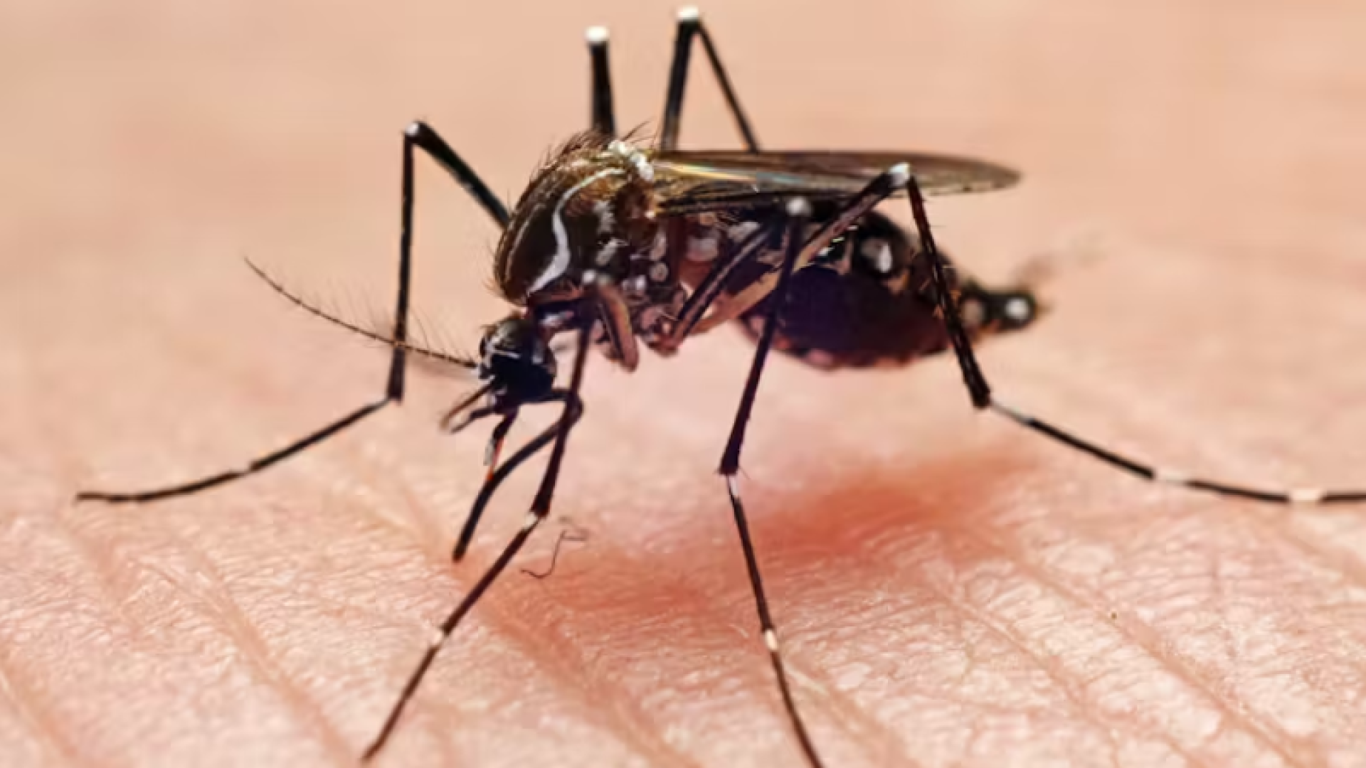 Foto portal Baixada – 2025-10-23T111150.399 Pela primeira vez na história, mosquitos foram encontrados em ambiente natural na Islândia. O achado ocorreu na região de Kiðafell...