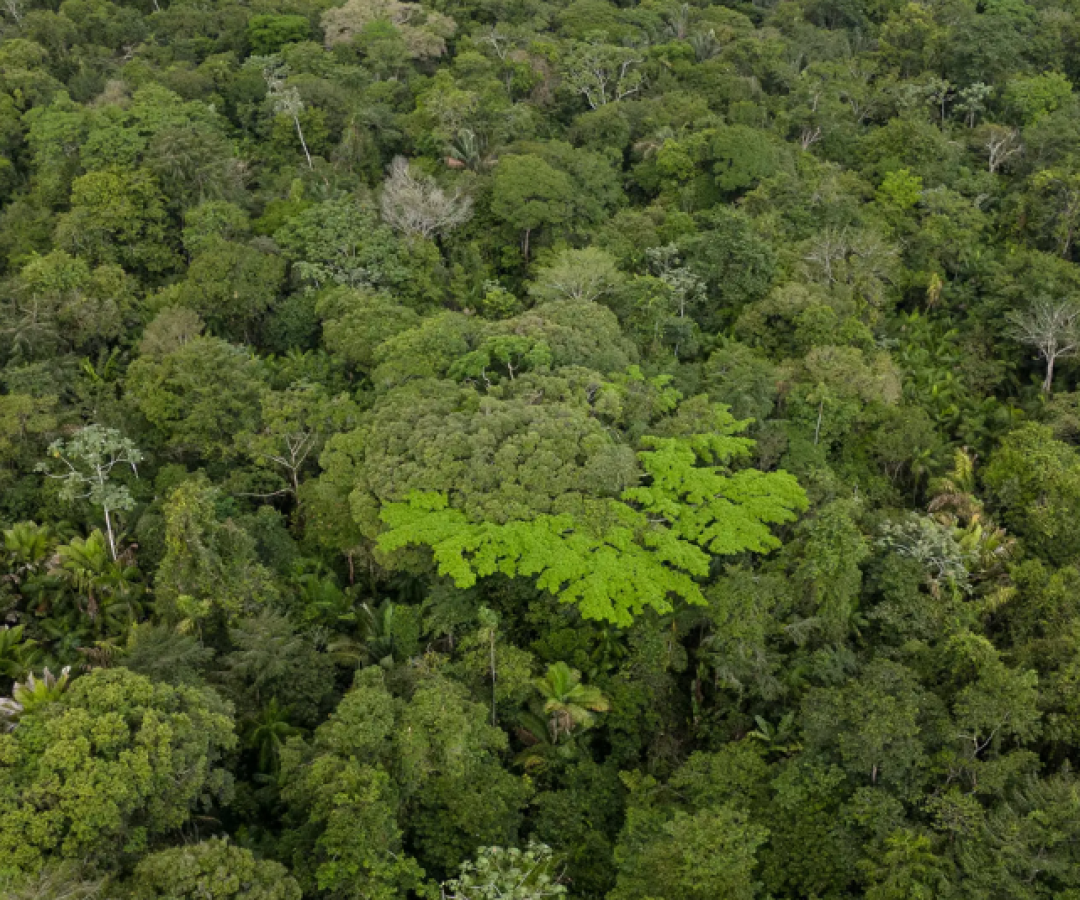 O governo brasileiro aposta no Fundo Florestas Tropicais para Sempre (TFFF, na sigla em inglês) como uma das principais ferramentas...