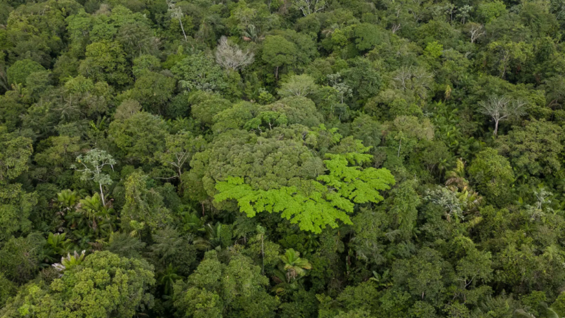 O governo brasileiro aposta no Fundo Florestas Tropicais para Sempre (TFFF, na sigla em inglês) como uma das principais ferramentas...