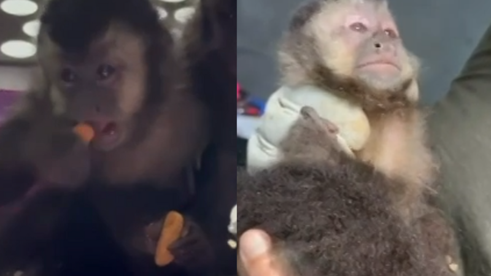 Policiais da 1ª Delegacia de Investigações Gerais (DIG) do Departamento Estadual de Investigações Criminais (Deic) de Santos...