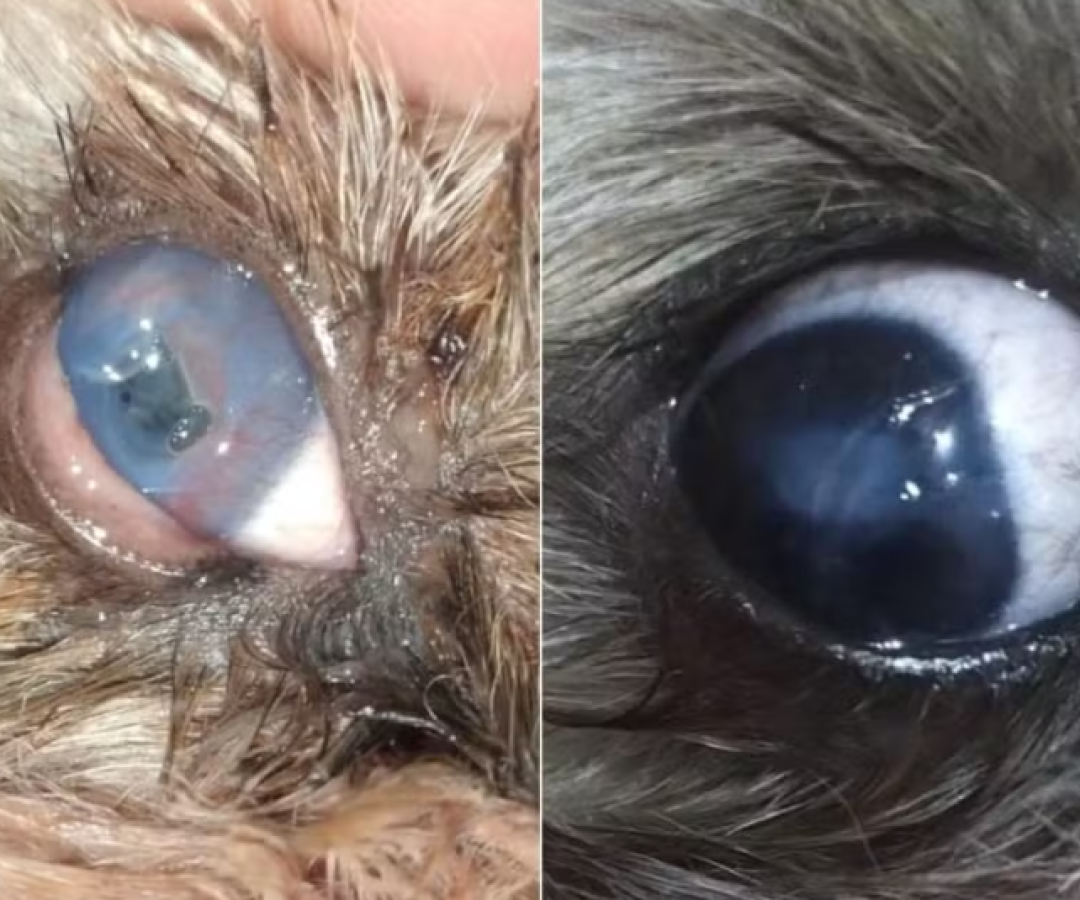 Um cachorro da raça Shih Tzu, de apenas cinco anos, voltou a enxergar após receber tratamento com uma lente de contato terapêutica humana...