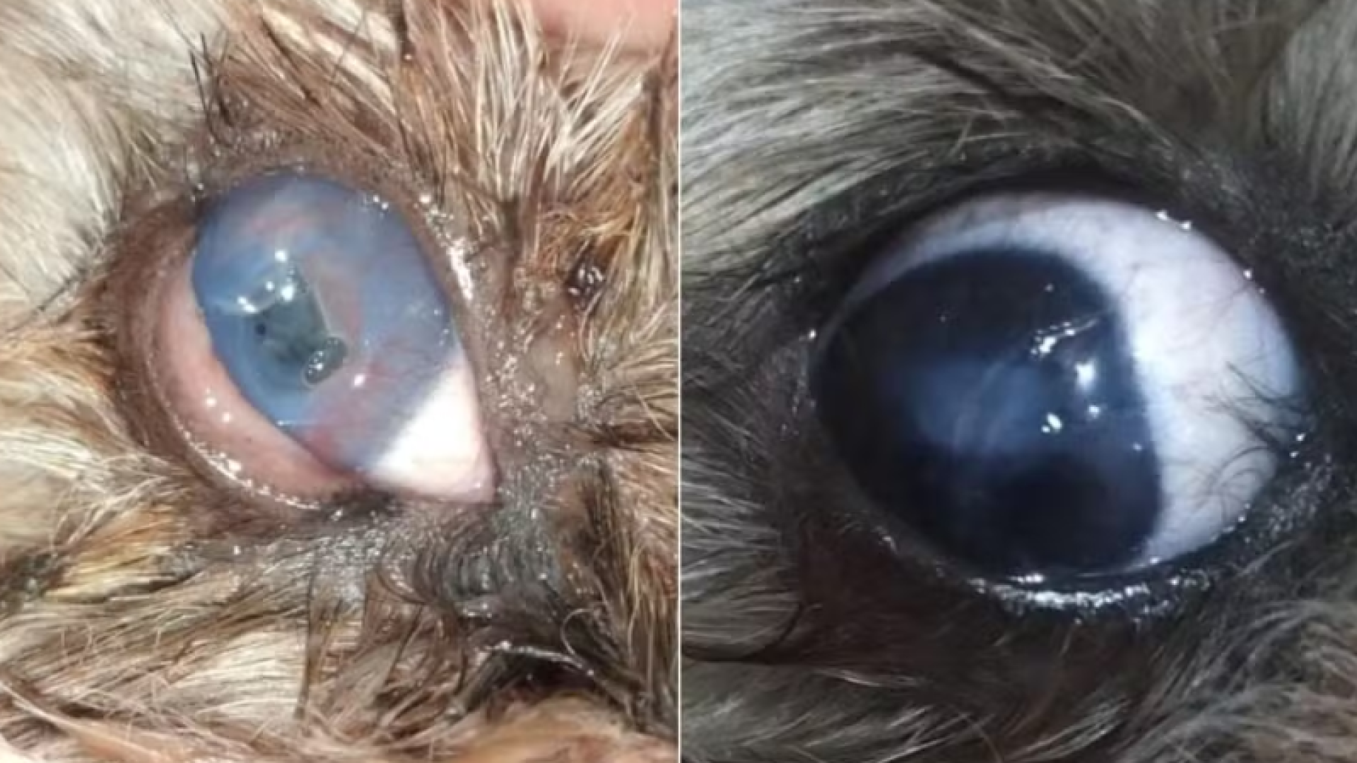 Um cachorro da raça Shih Tzu, de apenas cinco anos, voltou a enxergar após receber tratamento com uma lente de contato terapêutica humana...