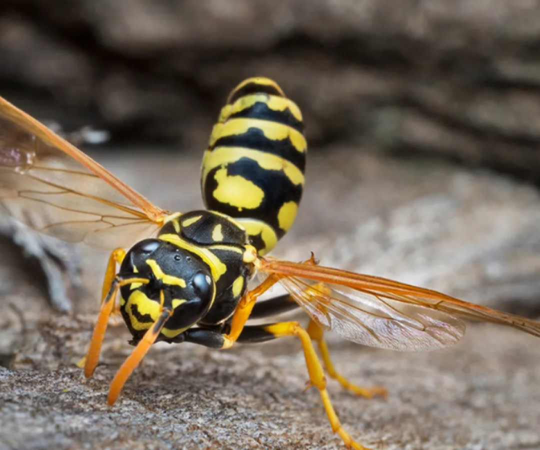 Uma revoada de vespas provocou a evacuação da Escola Municipal Roberto Francisco dos Santos, no bairro Ribeirópolis, em Praia Grande...
