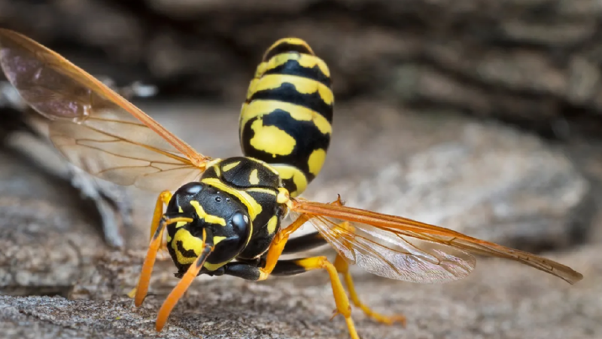 Uma revoada de vespas provocou a evacuação da Escola Municipal Roberto Francisco dos Santos, no bairro Ribeirópolis, em Praia Grande...