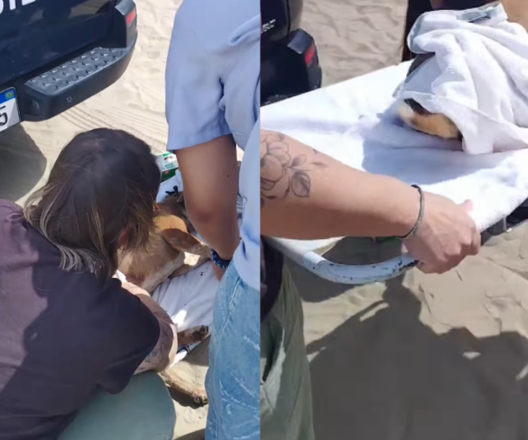 Uma cachorra comunitária que vive na base da Guarda Costeira de Praia Grande foi encontrada com ferimentos provocados por faca na...
