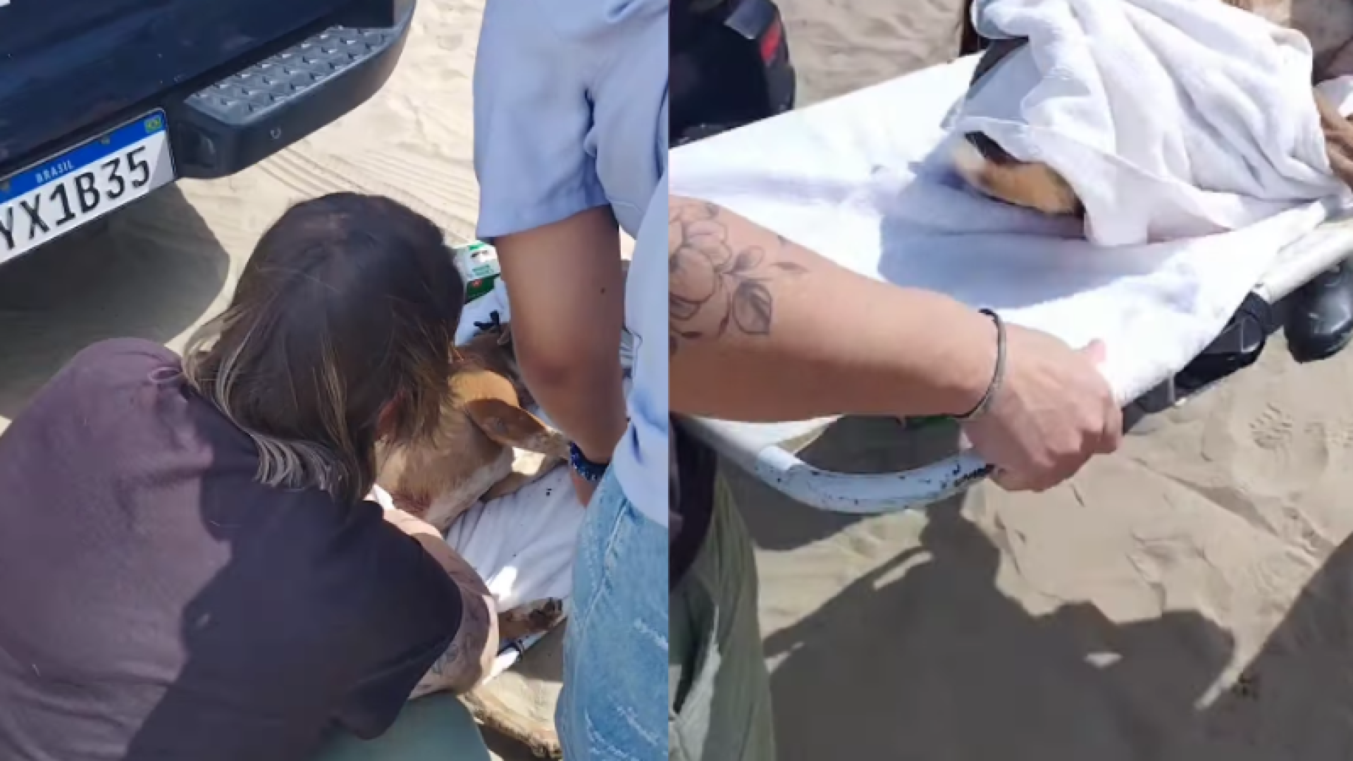 Uma cachorra comunitária que vive na base da Guarda Costeira de Praia Grande foi encontrada com ferimentos provocados por faca na...