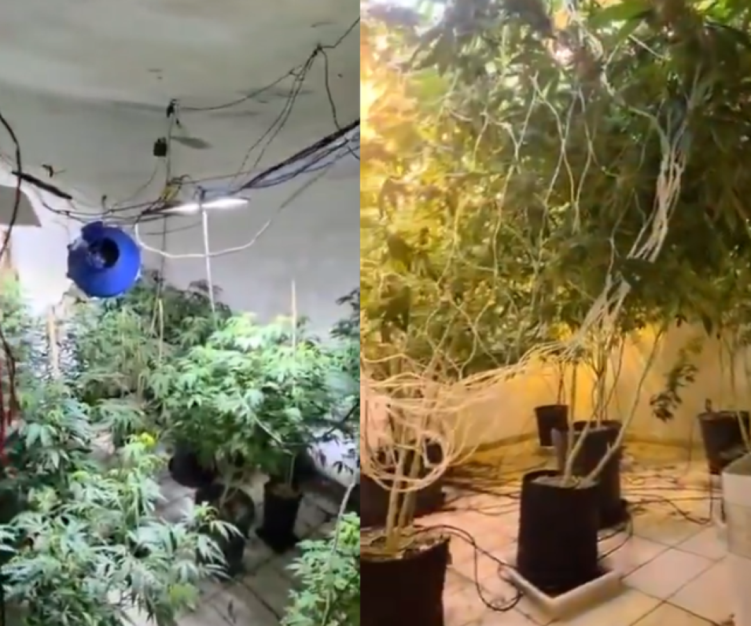 Uma plantação estruturada de maconha cultivada em ambiente controlado foi descoberta pela Polícia Civil em uma casa abandonada nos fundos...