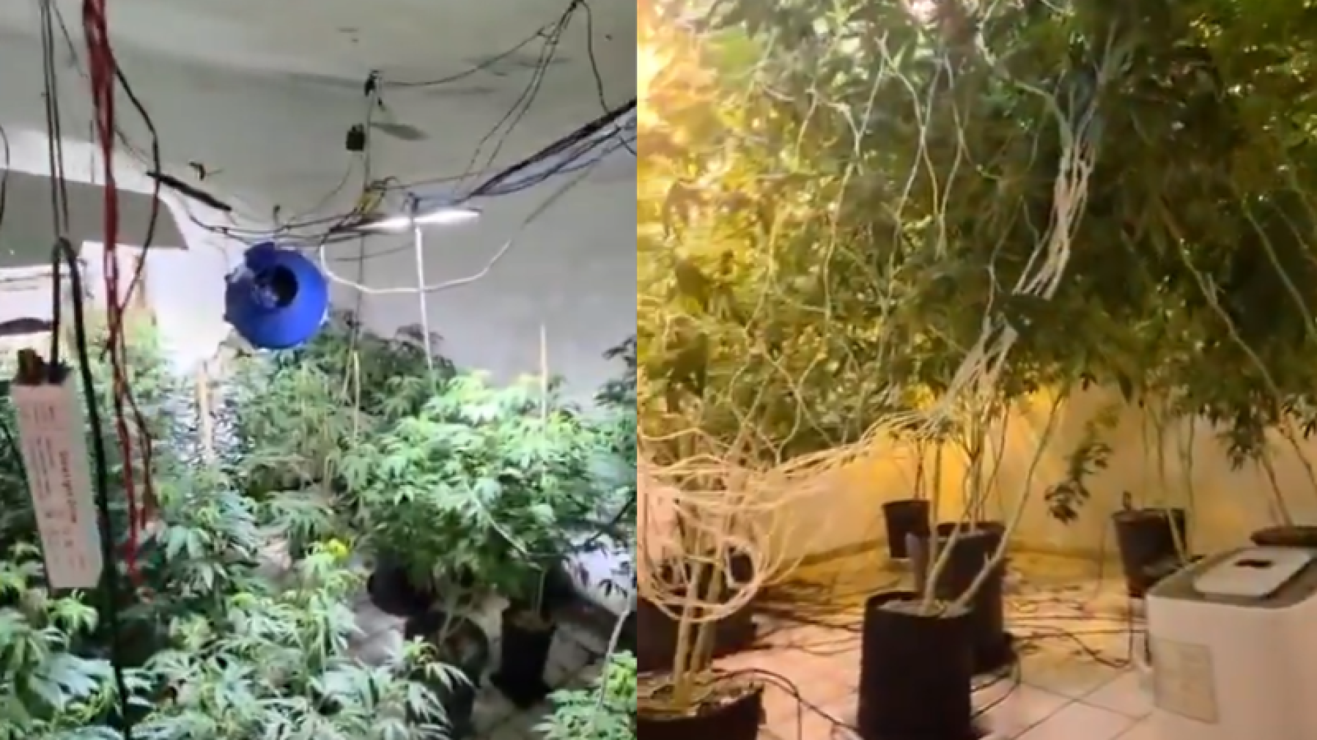 Uma plantação estruturada de maconha cultivada em ambiente controlado foi descoberta pela Polícia Civil em uma casa abandonada nos fundos...