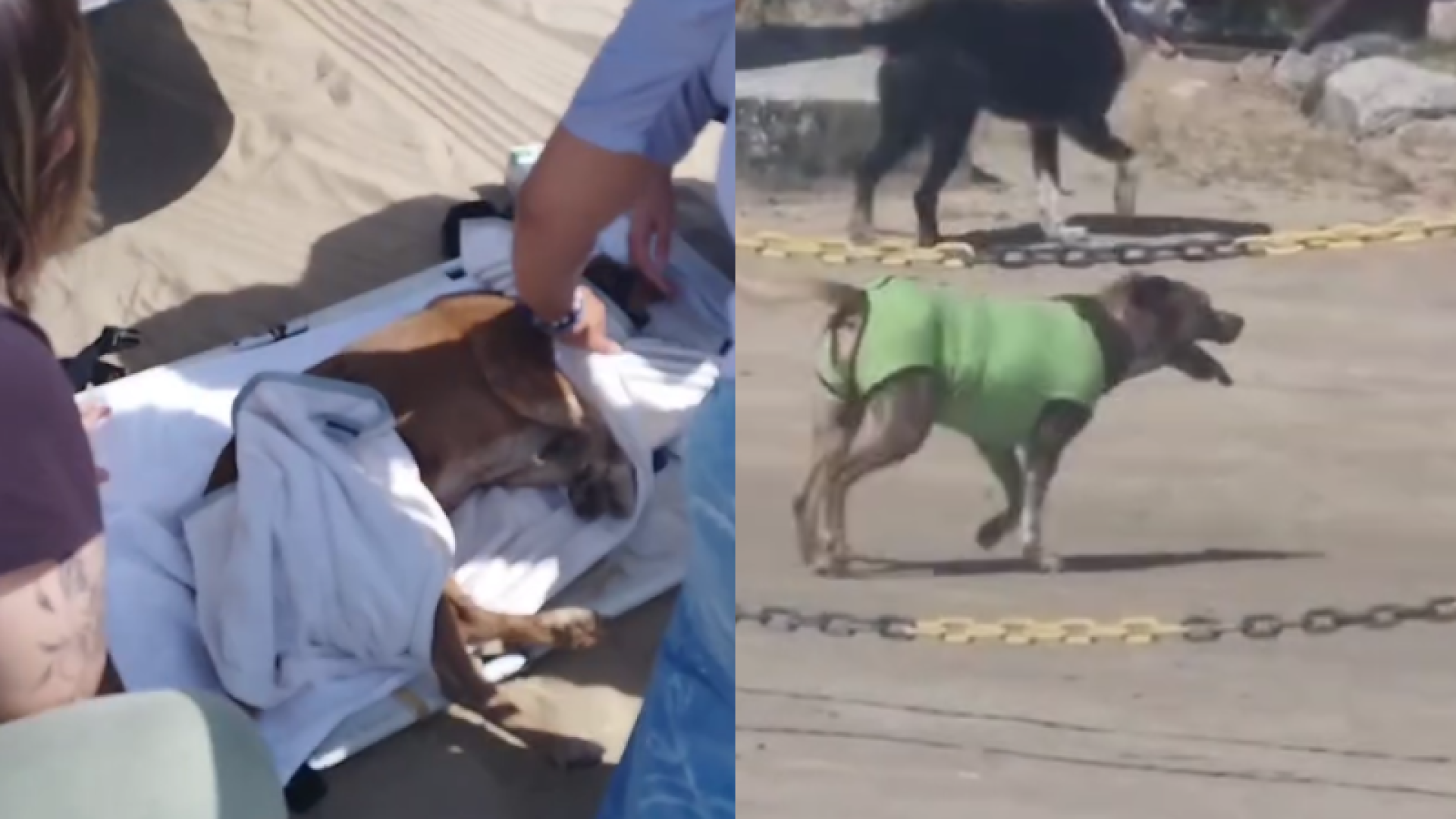 A cachorra Neguinha, que havia sido brutalmente atacada com golpes de faca na orla do Canto do Forte, em Praia Grande (SP), finalmente...