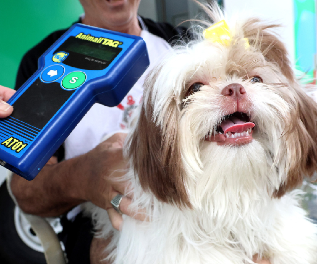 Nesta quinta-feira (27), o projeto “Pet PG Chip” estará no Bairro Samambaia, em Praia Grande, oferecendo microchipagem gratuita...