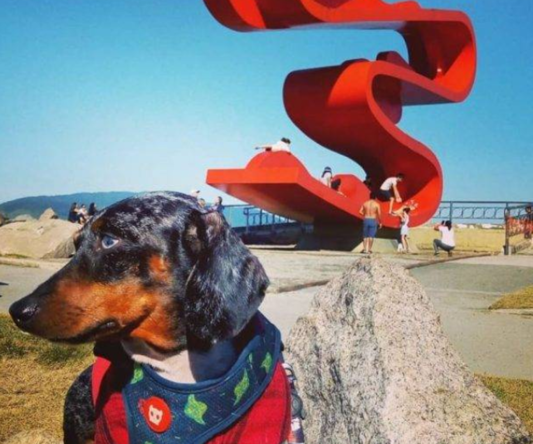 A Prefeitura de Santos sancionou a Lei nº 4.723/2026, que institui o Cadastro Municipal de Pessoas Envolvidas em Maus-tratos contra Animais.