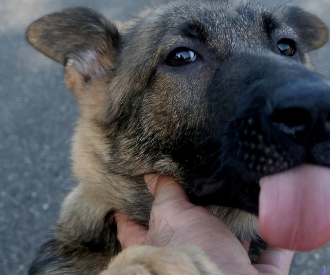 A população de Praia Grande poderá ajudar a escolher os nomes dos dois novos filhotes do Canil da Guarda Civil Municipal (GCM)...