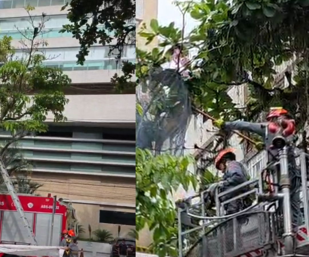 Um gato preso no alto de uma árvore mobilizou equipes do Corpo de Bombeiros na manhã desta sexta-feira (6), na Avenida Washington Luís...