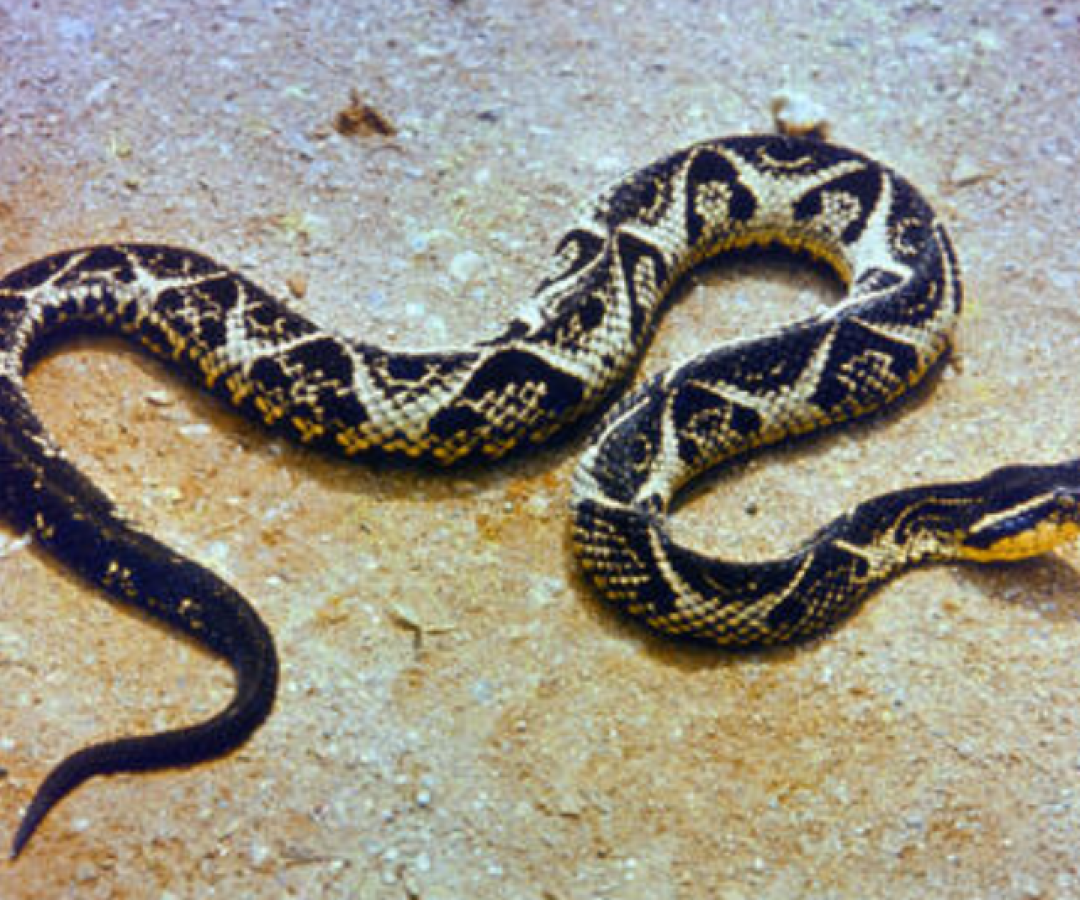 Leandro Marques do Nascimento, servidor público de 46 anos, foi picado por uma jararacuçu enquanto pescava no Parque Salto da Usina...