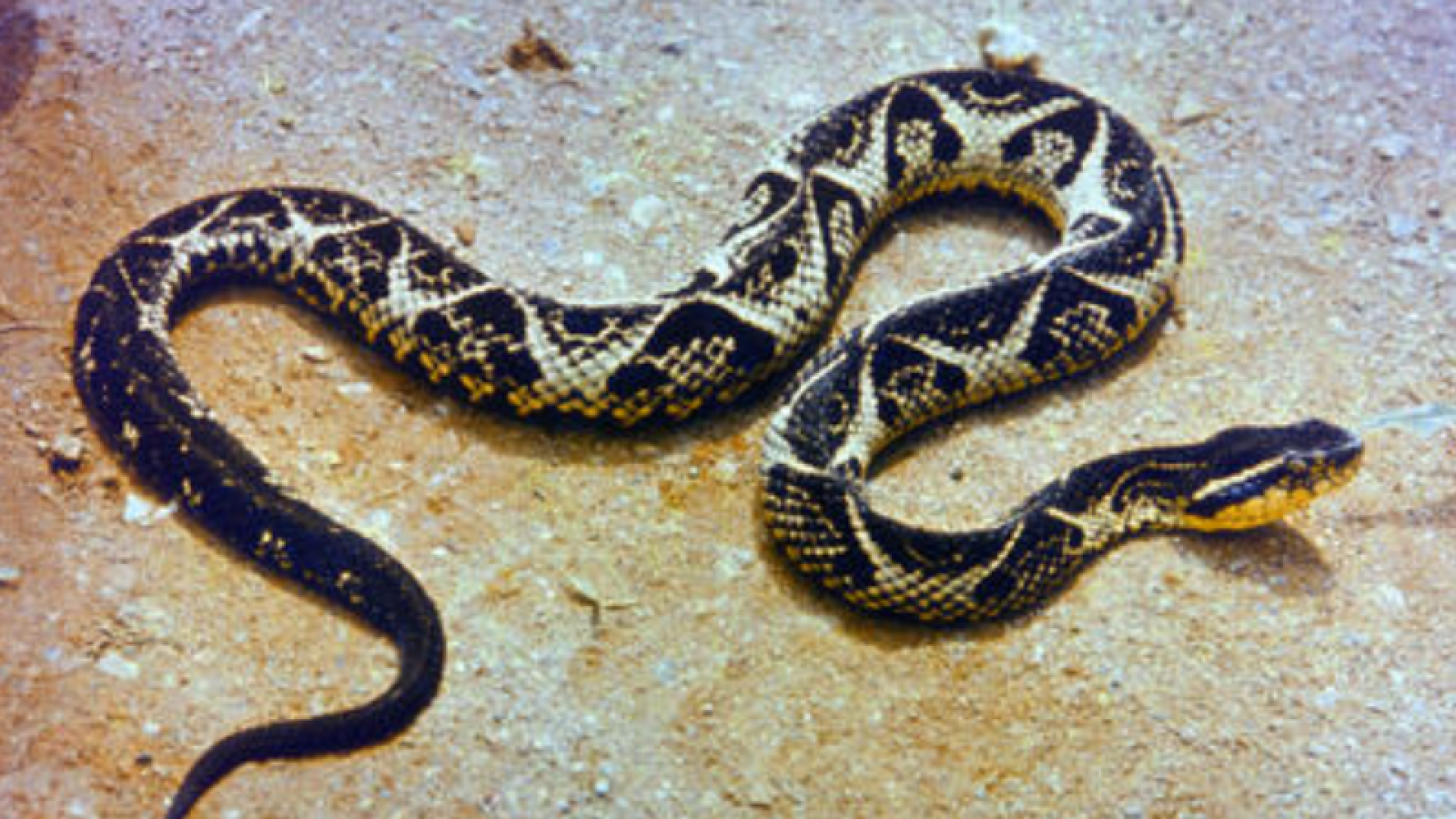 Leandro Marques do Nascimento, servidor público de 46 anos, foi picado por uma jararacuçu enquanto pescava no Parque Salto da Usina...