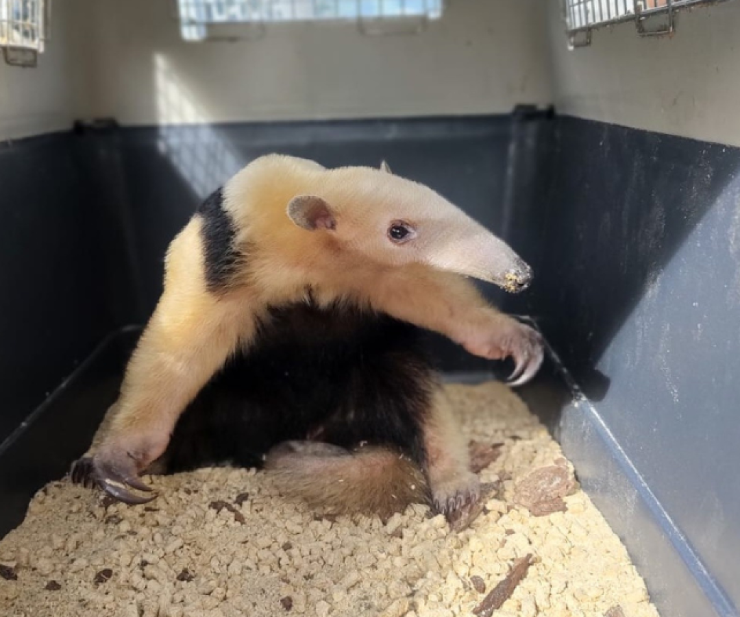 Com a intensificação do calor e o aumento da circulação de pessoas em áreas próximas à mata, a presença de animais silvestres...