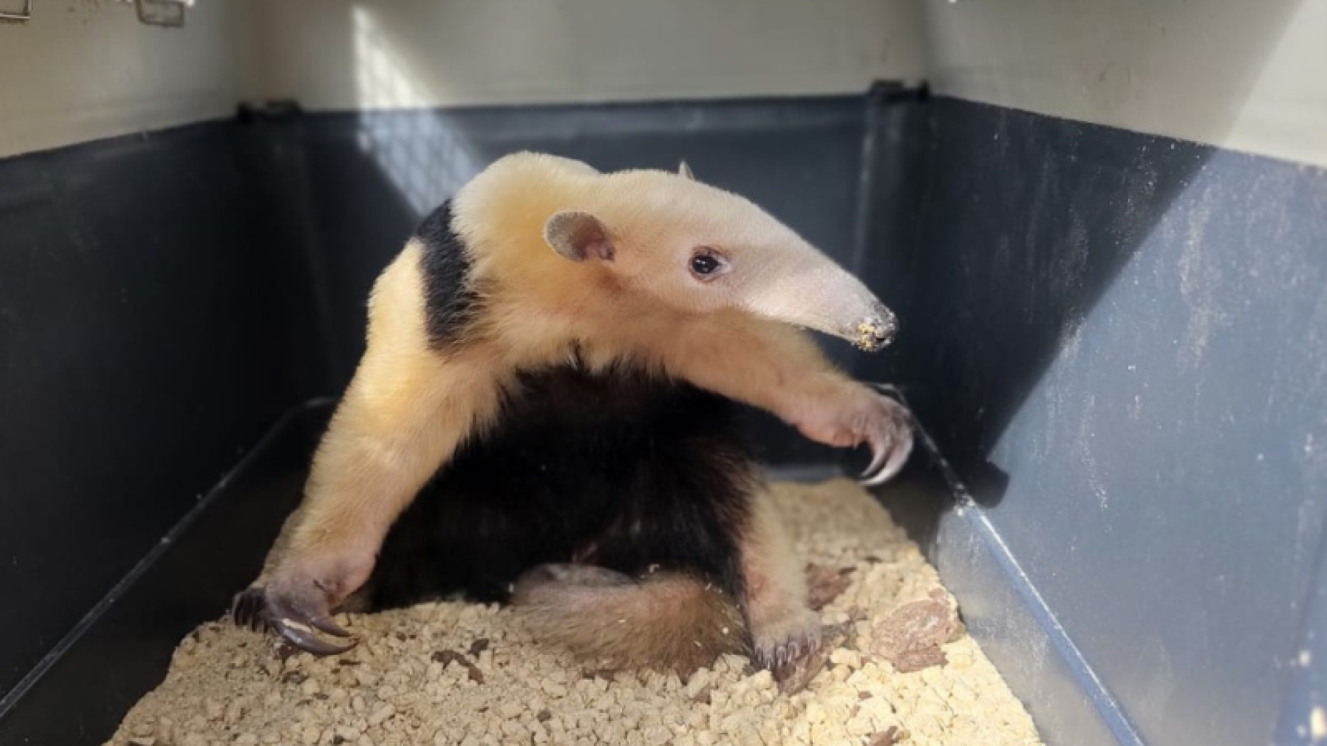 Com a intensificação do calor e o aumento da circulação de pessoas em áreas próximas à mata, a presença de animais silvestres...