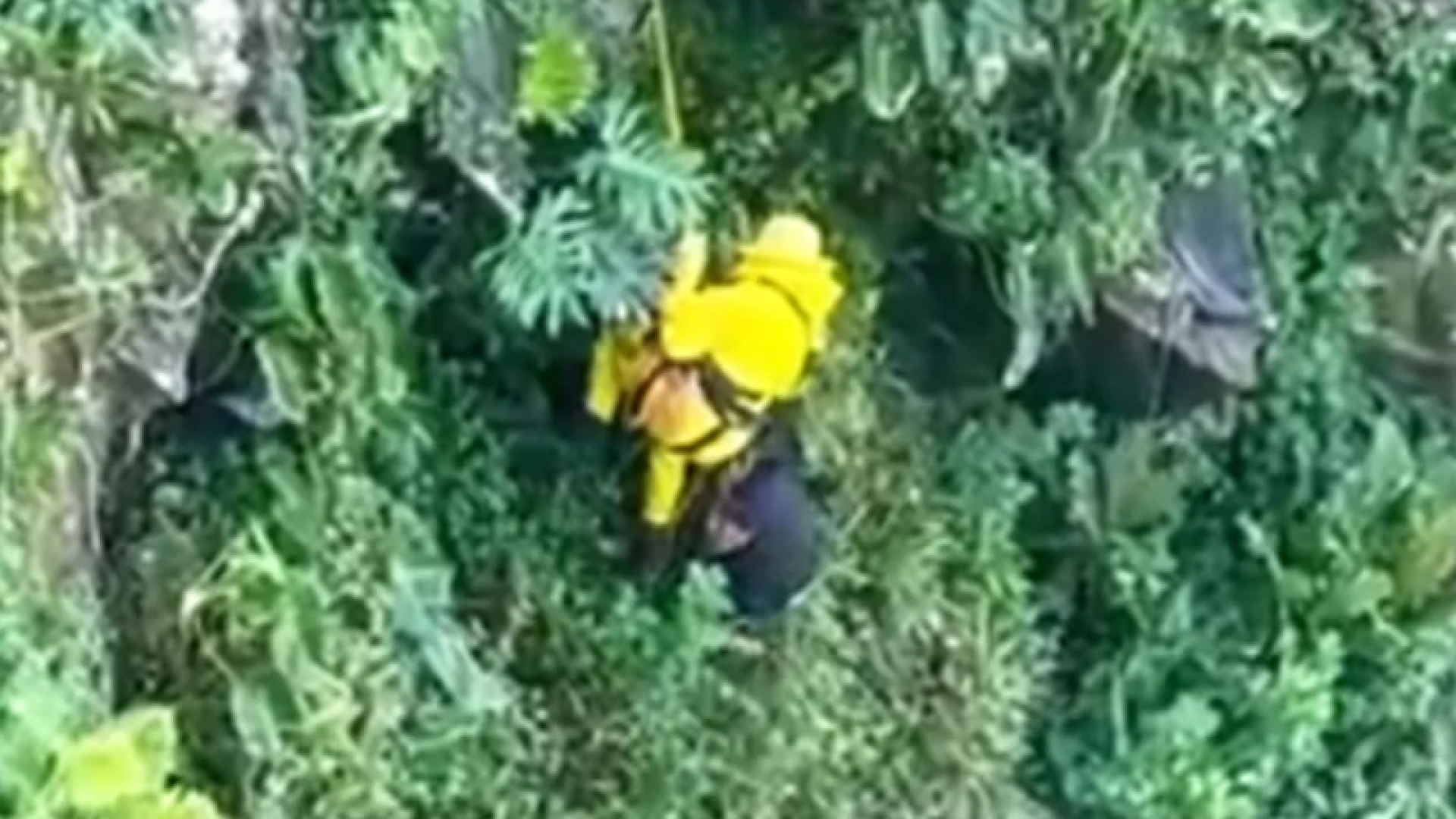 Um homem de 55 anos se jogou de um precipício de aproximadamente 88 metros ao tentar fugir de um enxame de abelhas, na manhã de sábado...