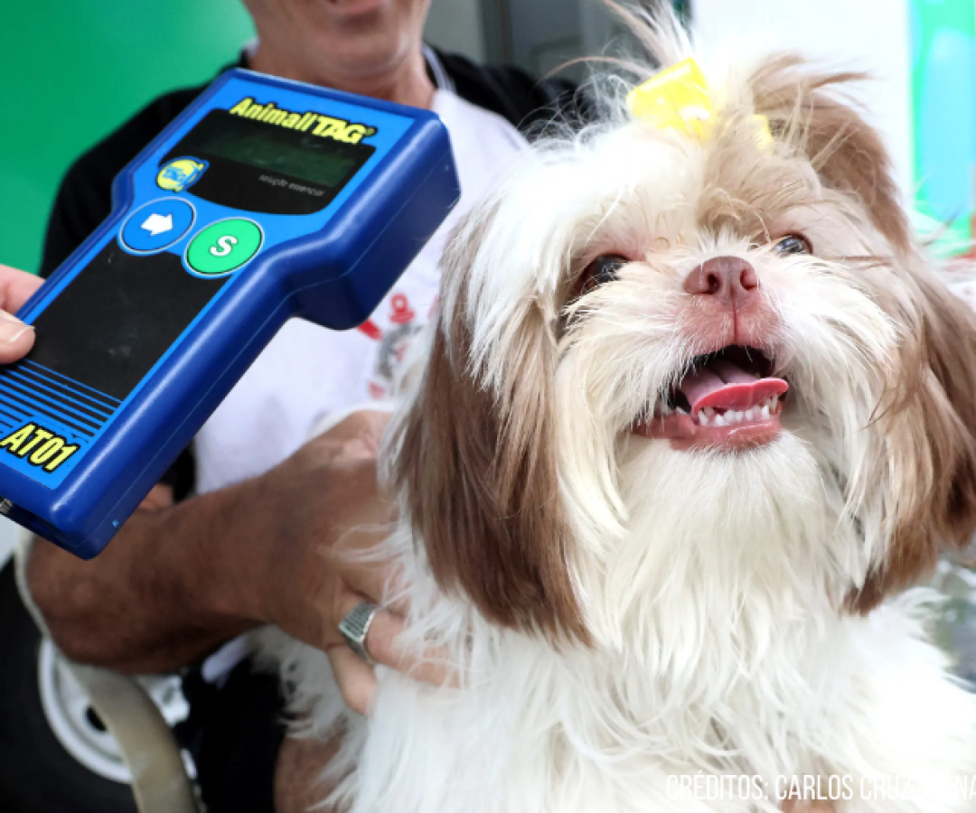 O Bairro Antártica, em Praia Grande (SP), recebe nesta terça-feira (31) mais uma edição do projeto “Pet PG Chip”, que oferece...