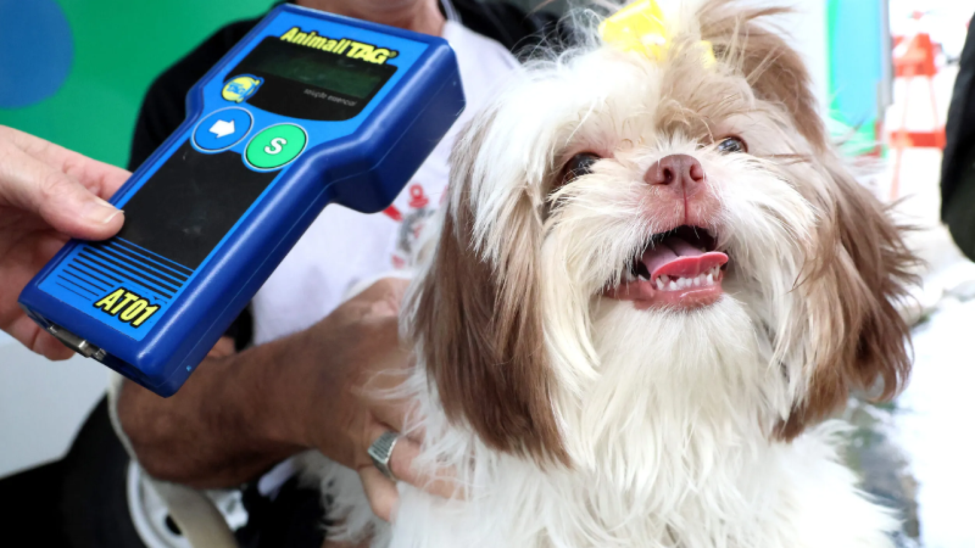 O Bairro Antártica, em Praia Grande (SP), recebe nesta terça-feira (31) mais uma edição do projeto “Pet PG Chip”, que oferece...