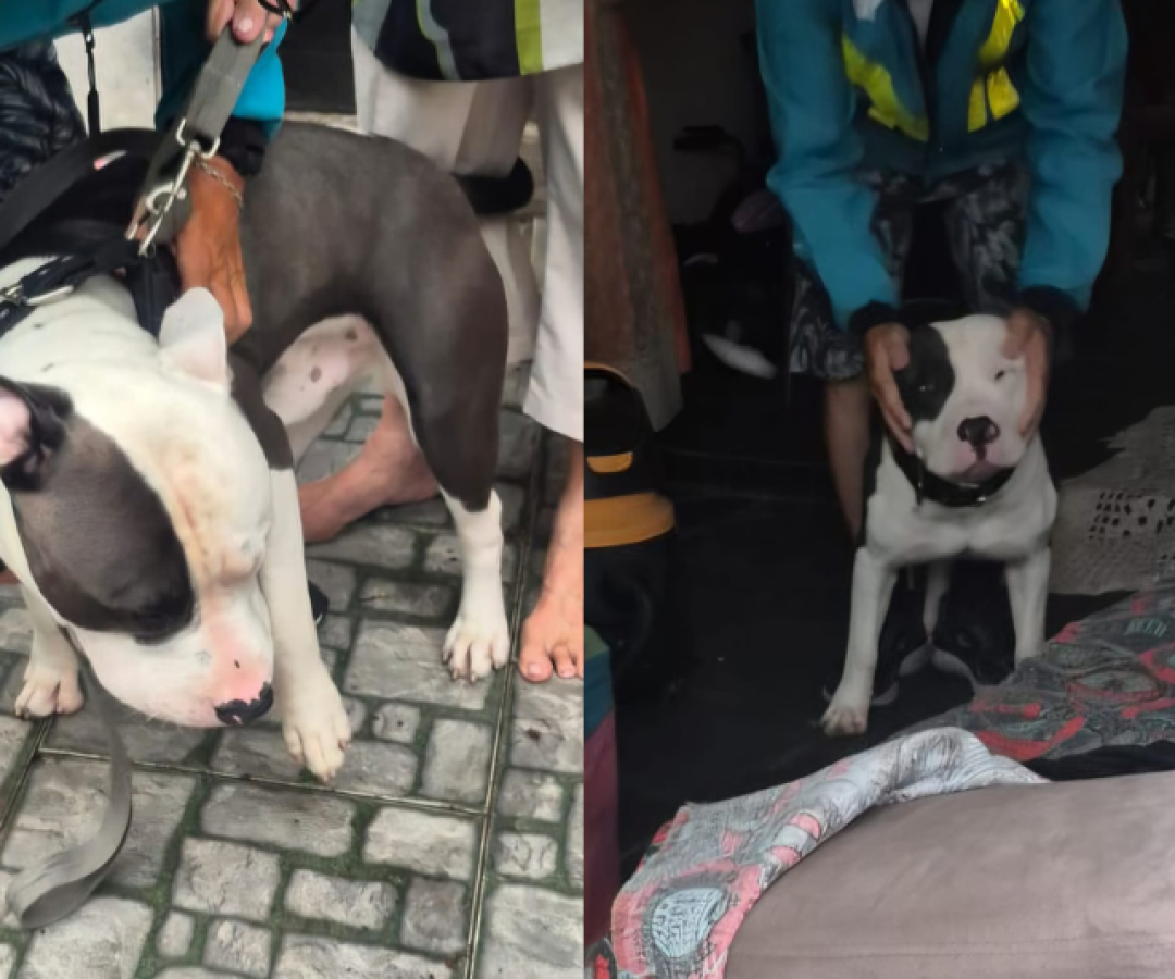 Um vídeo que mostra um cachorro sendo conduzido por um casal em uma motocicleta, com o animal sendo puxado pela coleira, viralizou nas...