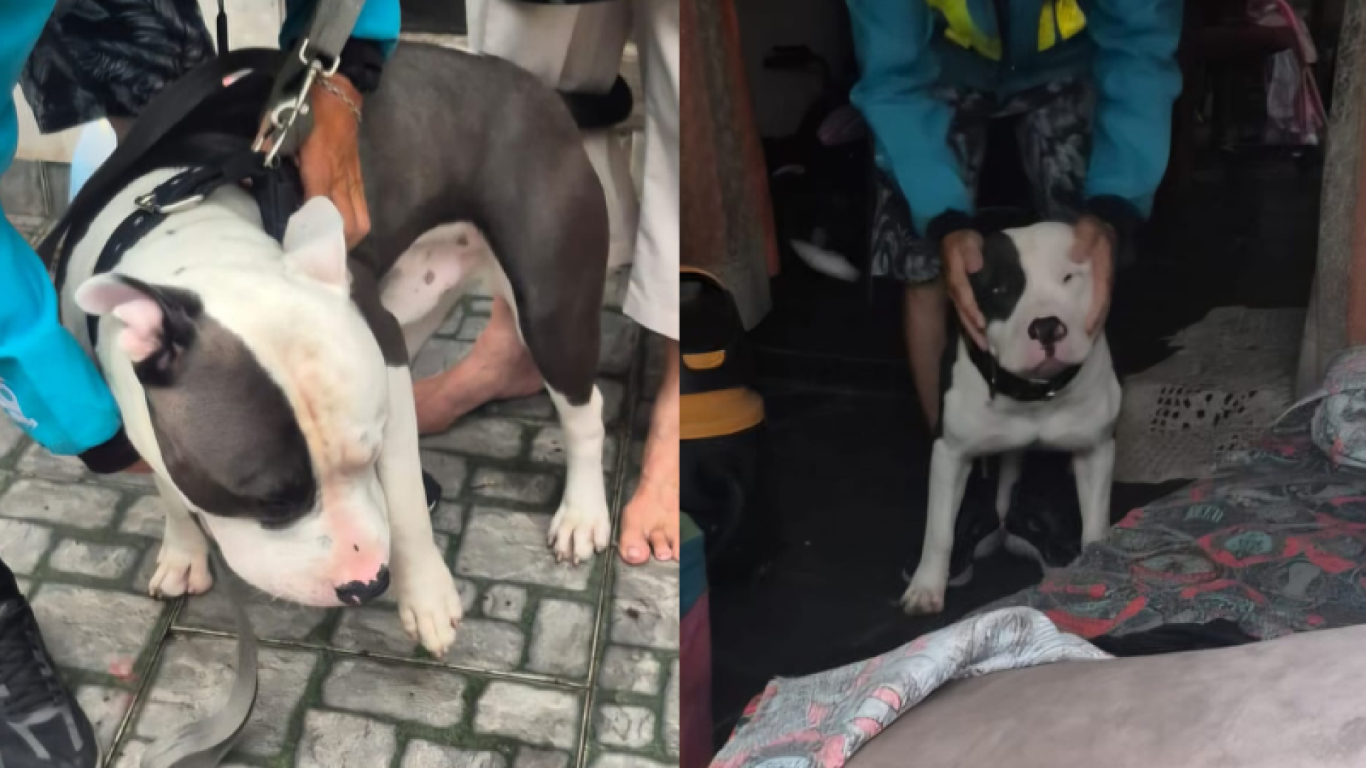 Um vídeo que mostra um cachorro sendo conduzido por um casal em uma motocicleta, com o animal sendo puxado pela coleira, viralizou nas...