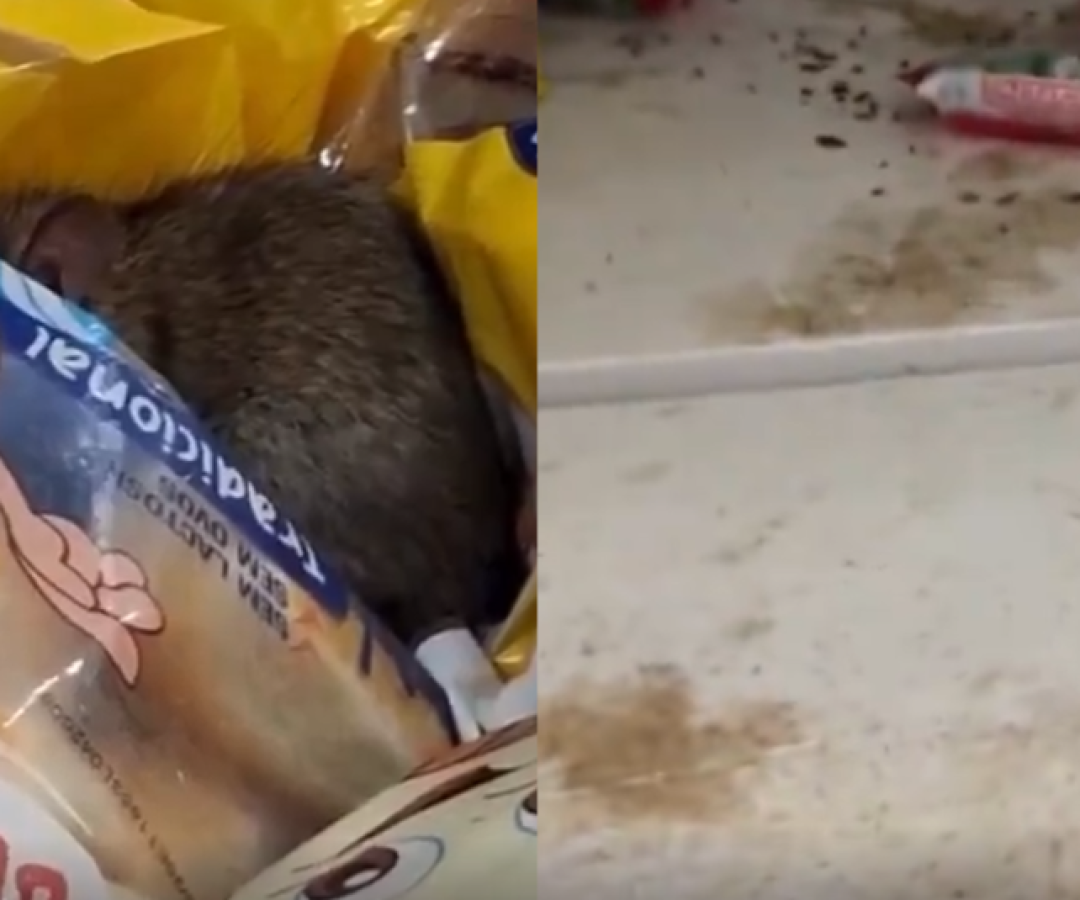 Um vídeo que circula nas redes sociais mostra um rato andando sobre produtos em um mercado de Praia Grande, no litoral de São Paulo.