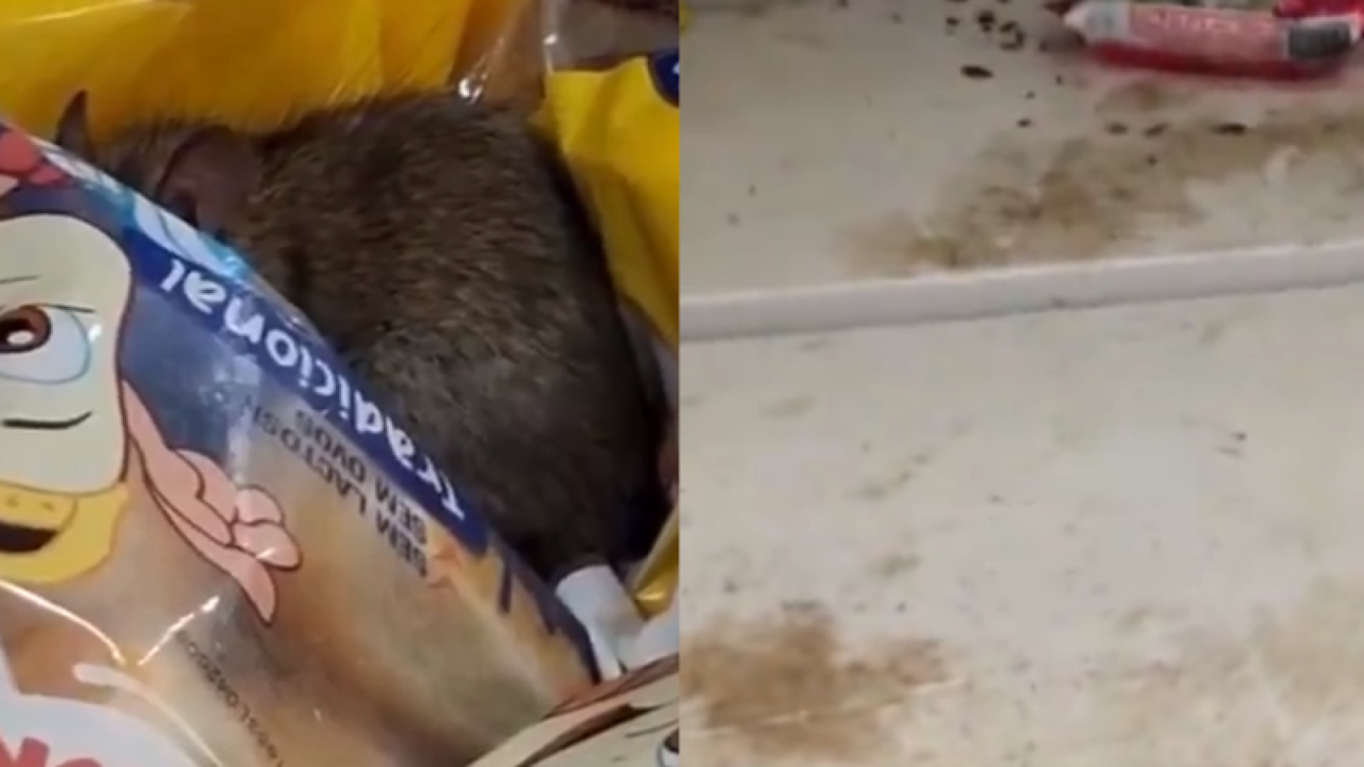 Um vídeo que circula nas redes sociais mostra um rato andando sobre produtos em um mercado de Praia Grande, no litoral de São Paulo.